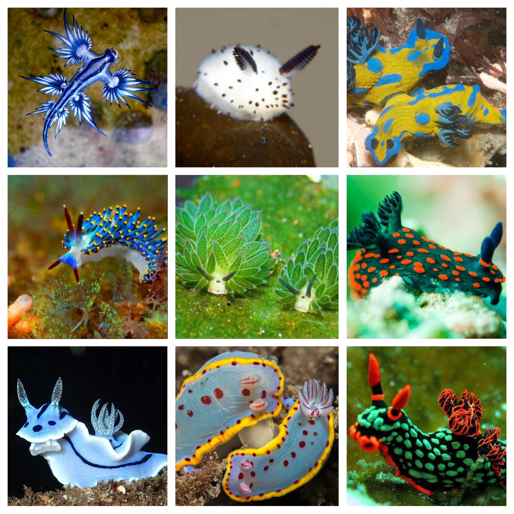 各种鲜艳绚丽的海蛞蝓