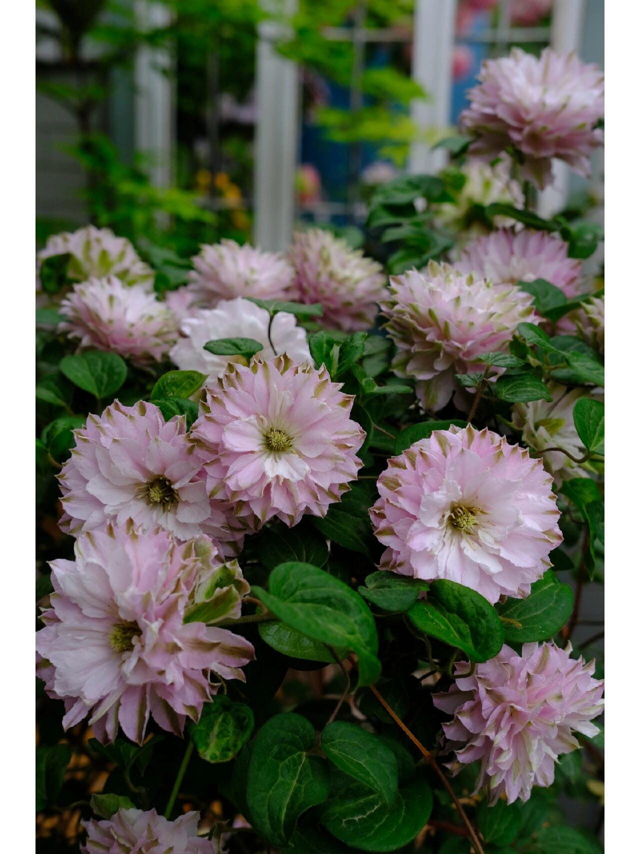 铁线莲 舞笑 (二类铁)