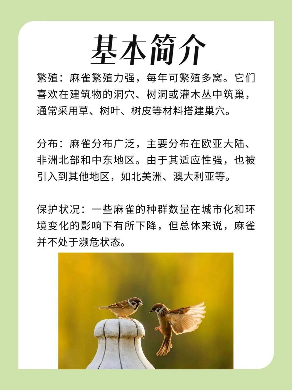 分类:麻雀是雀形目雀科的鸟类,体型小巧,具有较强的适应能力. 2.