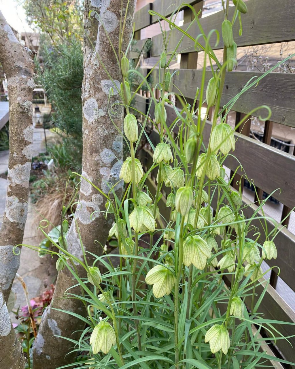 植物大赏|浙贝母 浙贝母是一种原产于浙江的本土贝母,在以前常作为中