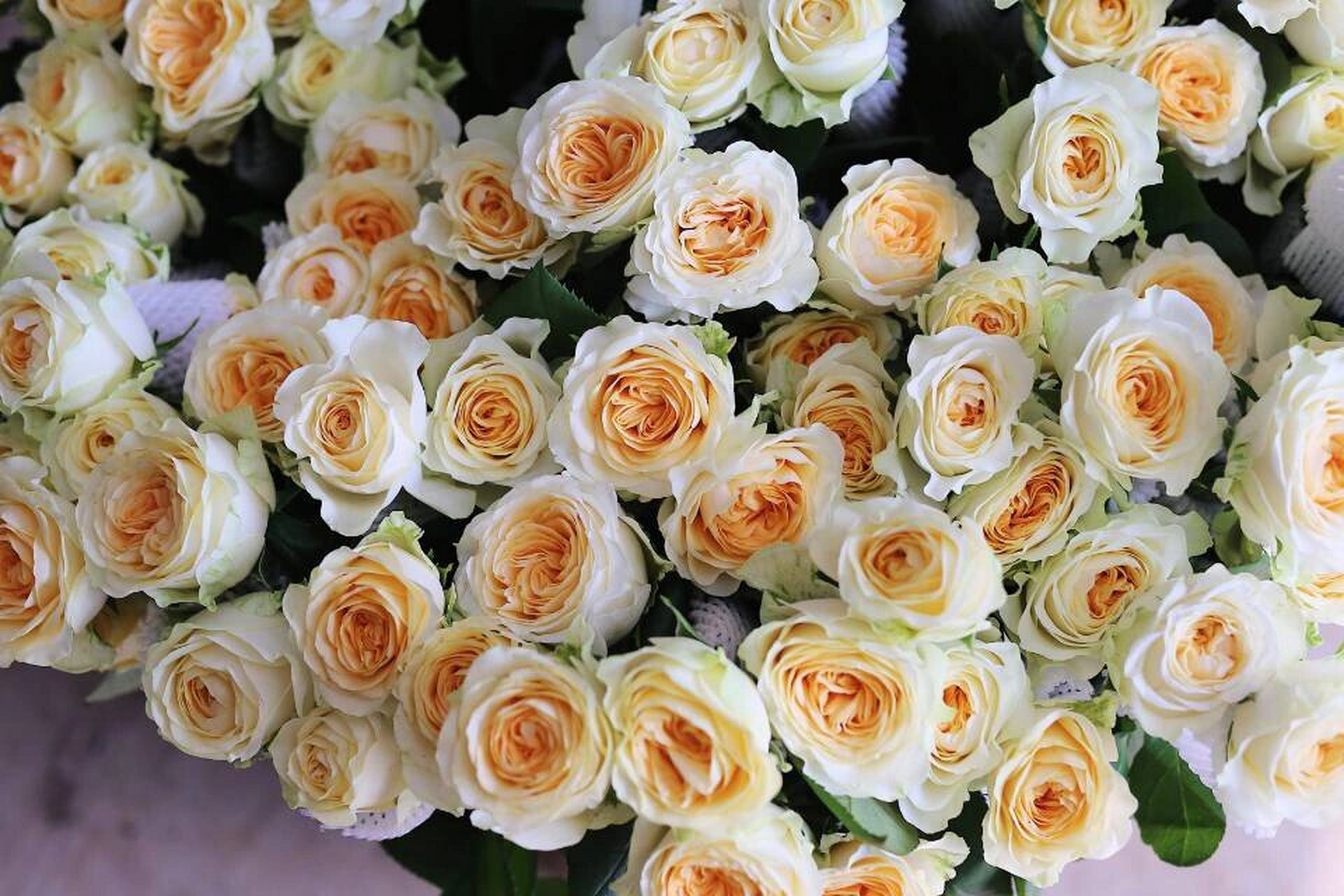 奶油杯简介及优缺点 奶油杯月季,奶油黄色花朵,花径8厘米,切花月季