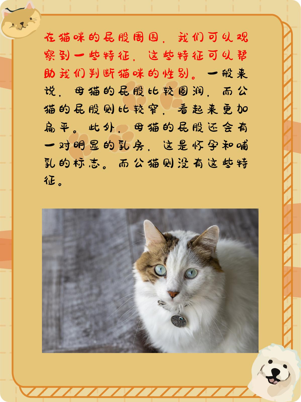 怎么看猫是公猫还是母猫 我们可以通过观察猫咪的屁股,叫声和行为来