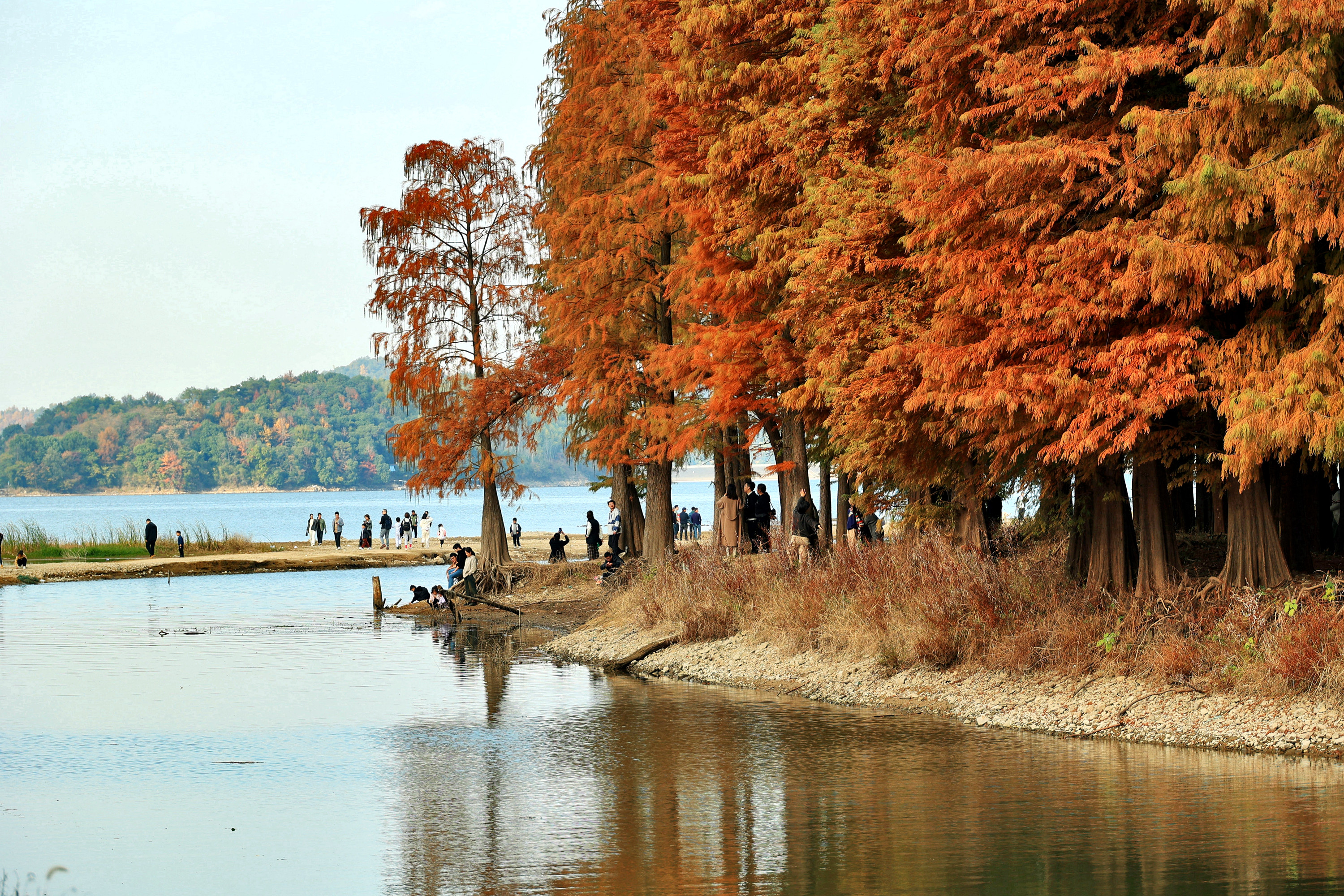 《全露出水面迎客的四明湖红杉林,别样亲近,美!