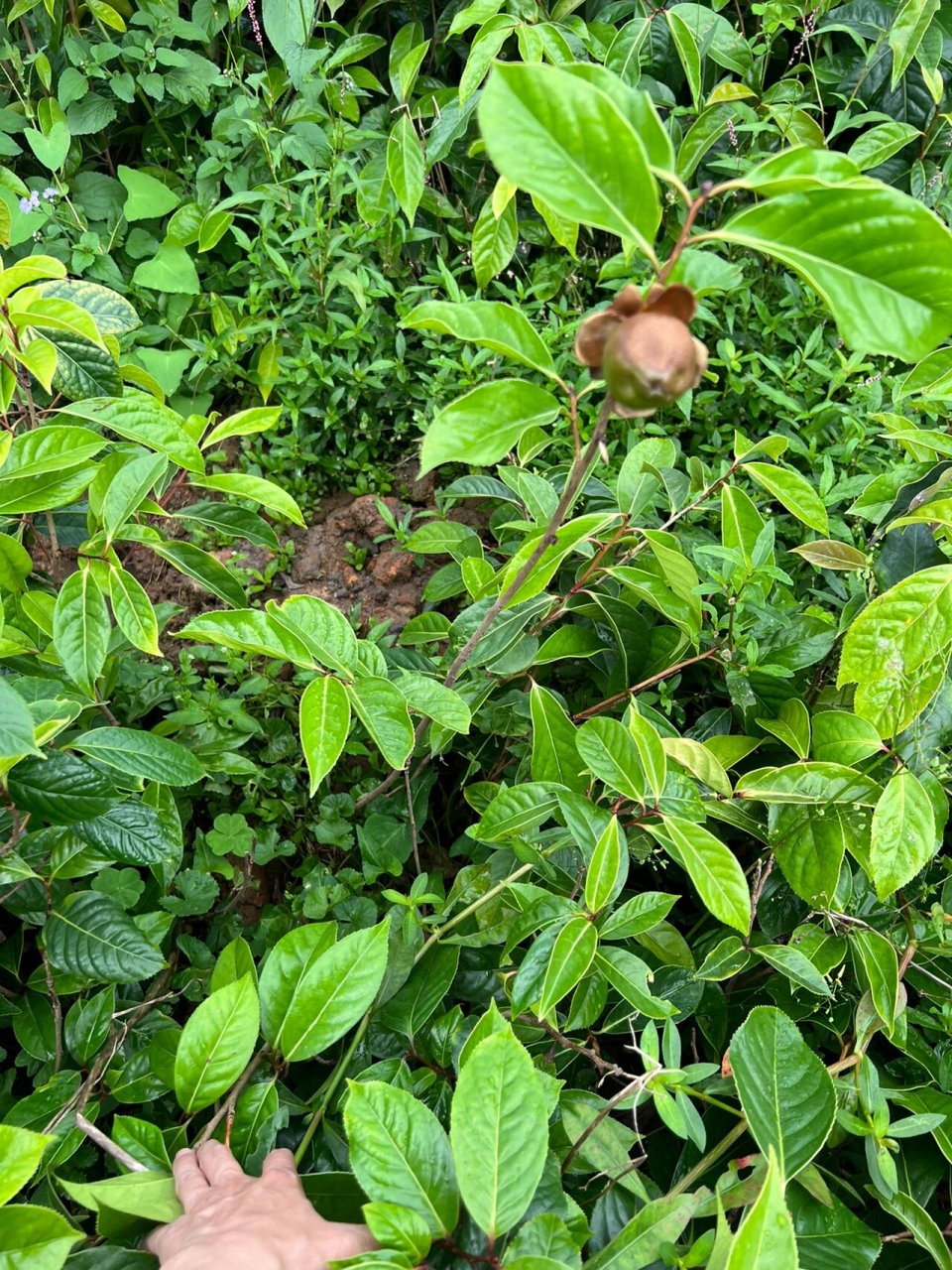 中科大果白花油茶简介图片