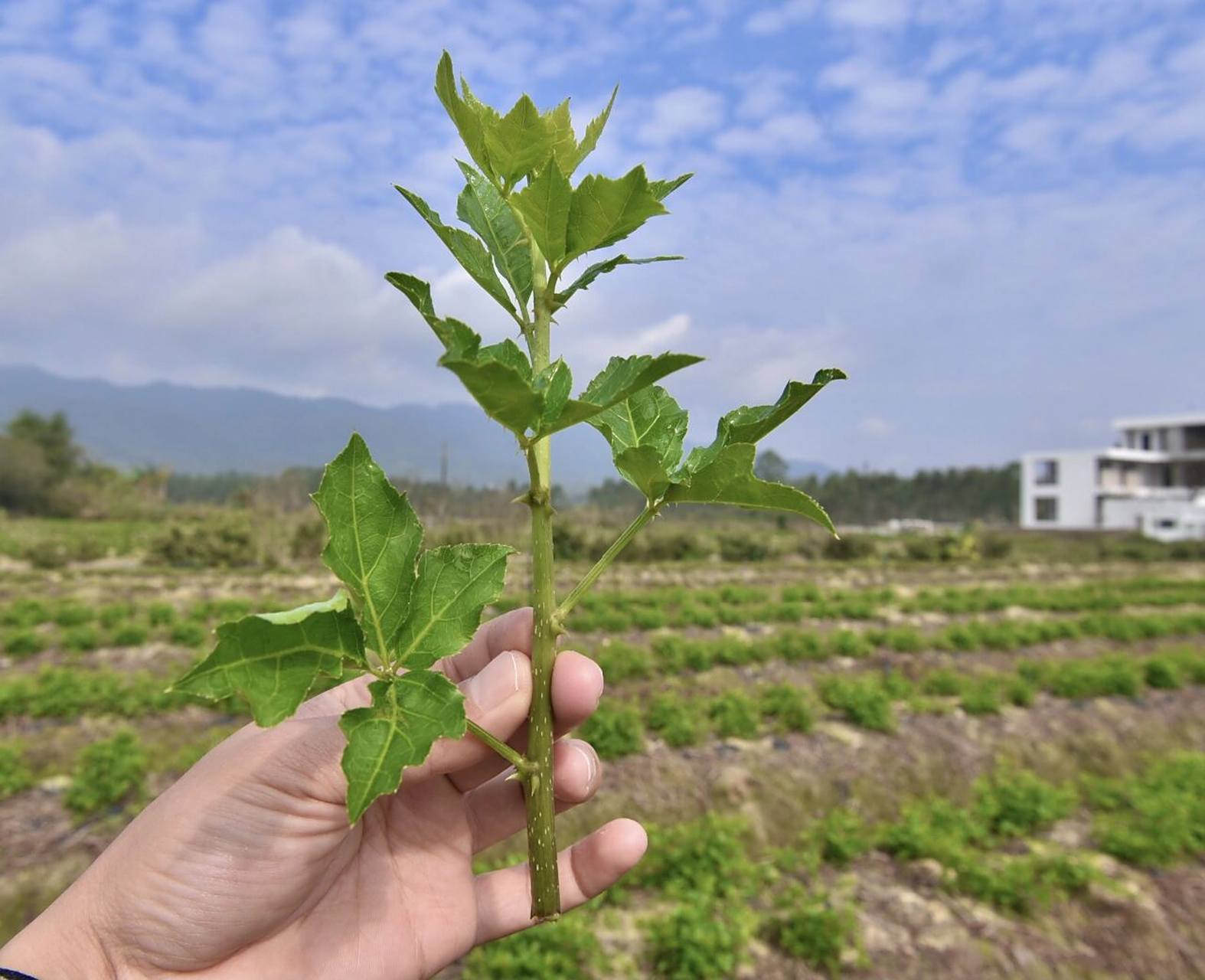 恩平簕菜,迎来了最好的时刻 没有华丽的滤镜,这就是我们吃了几十年的