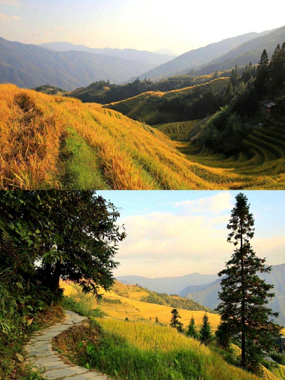 最美季节来临 93|简介: 广西桂林龙胜龙脊梯田,是一个春夏秋三个