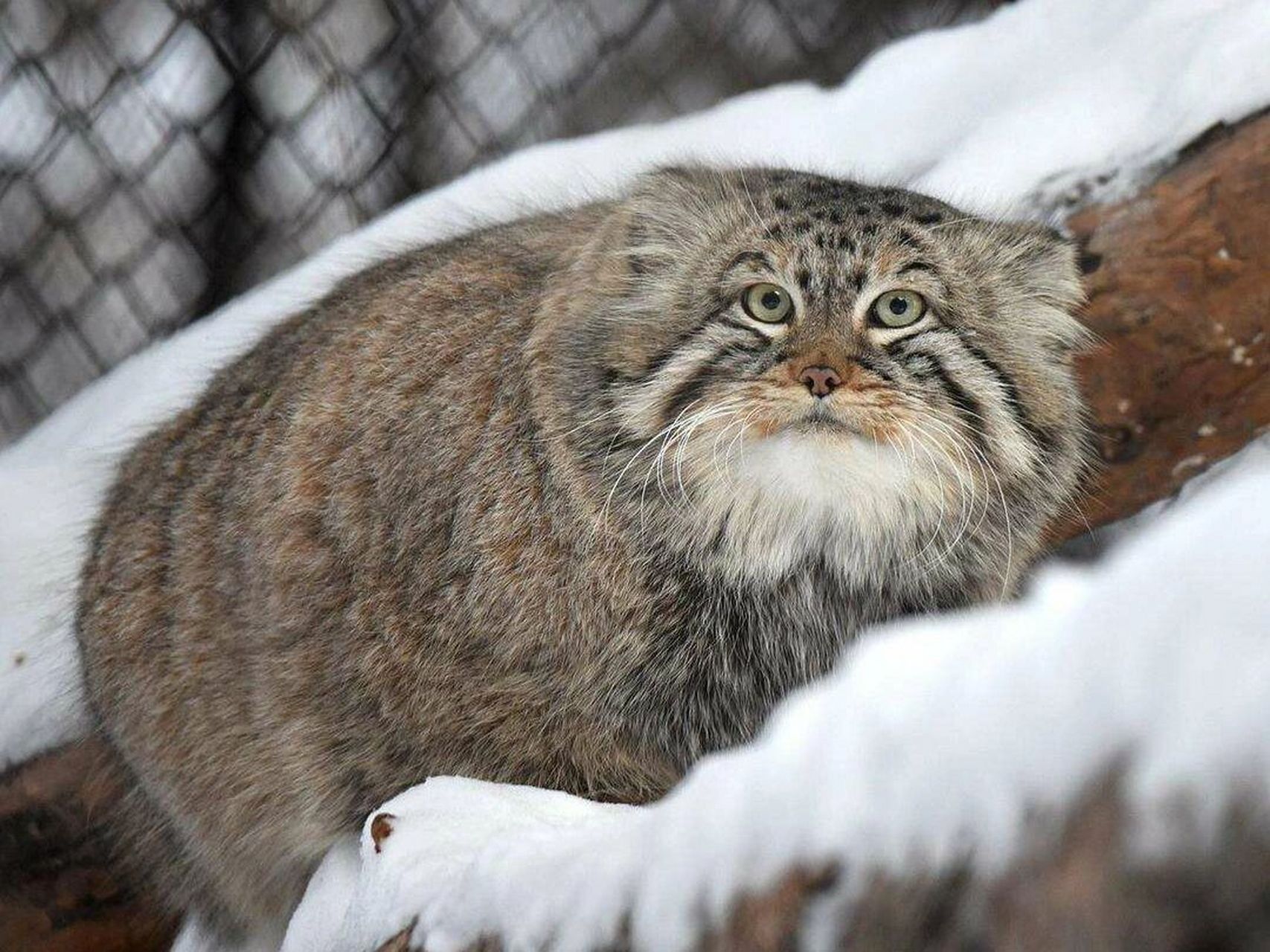 兔狲:超凶萌合集,每走一步都浑身是戏94 学名:兔狲 别称:洋猞猁