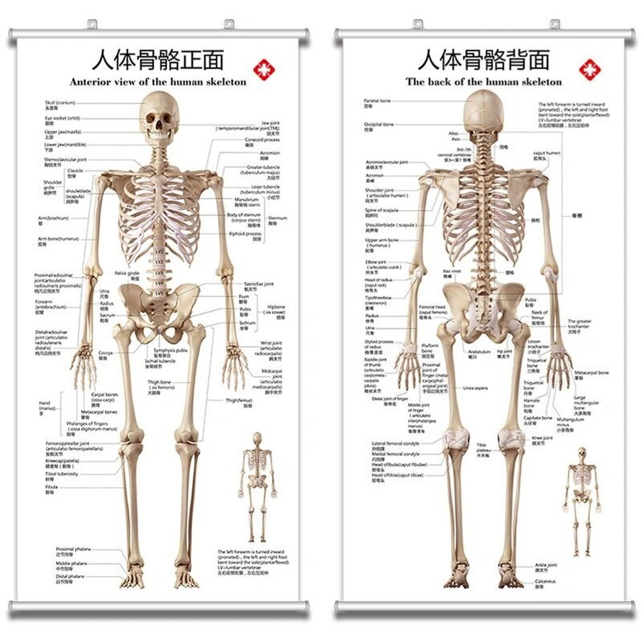 长骨 短骨图片