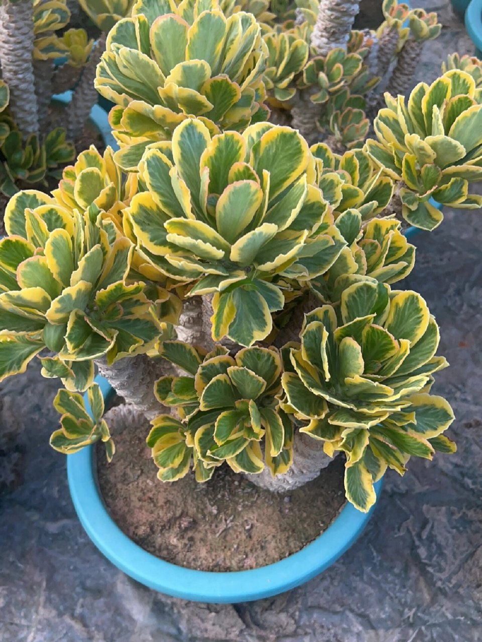 【基地直拍】扇贝麒麟锦98麒麟镇宅的瑞兽 非常适合放在家里的一款