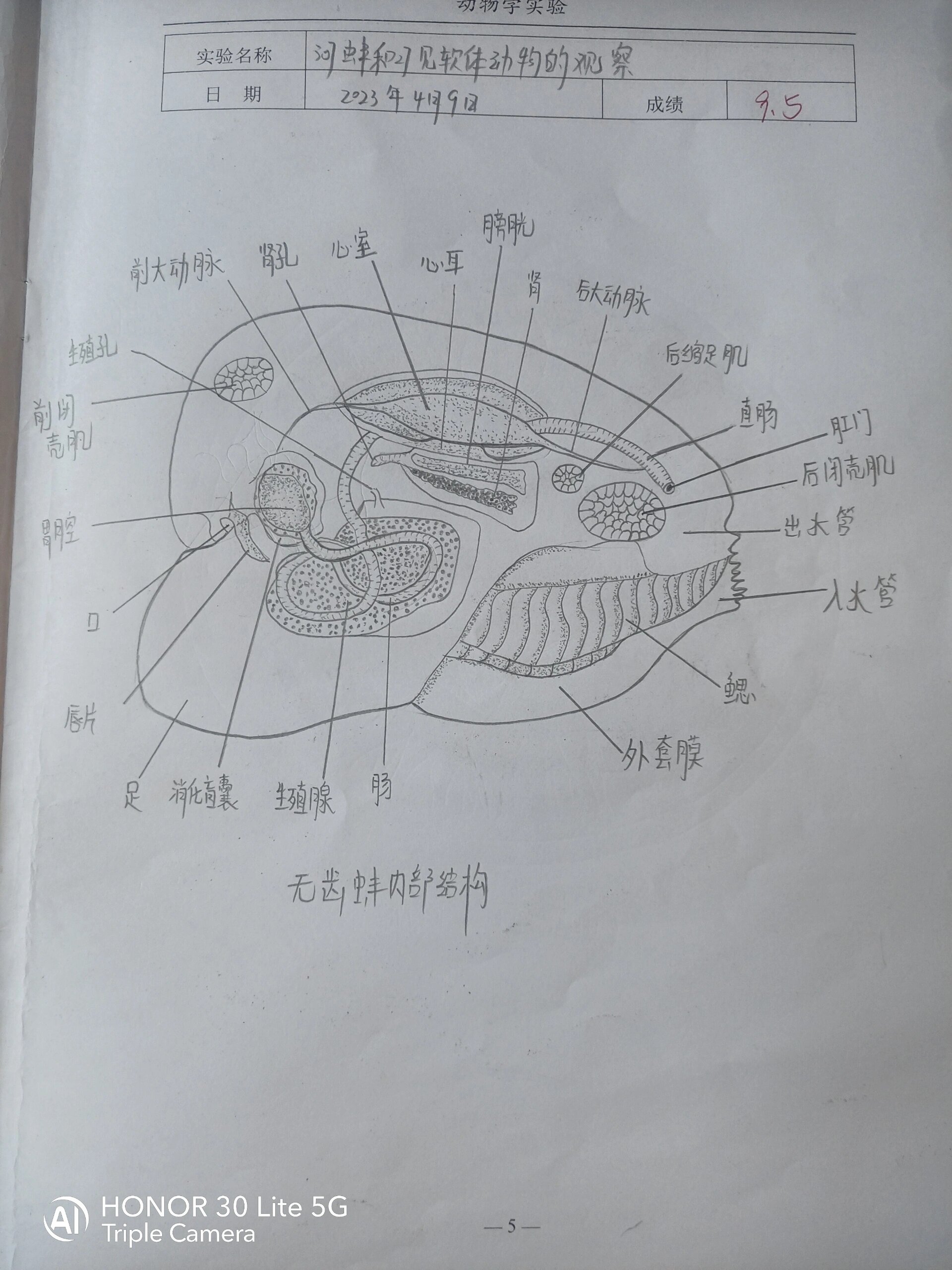 软体动物的内部结构图片