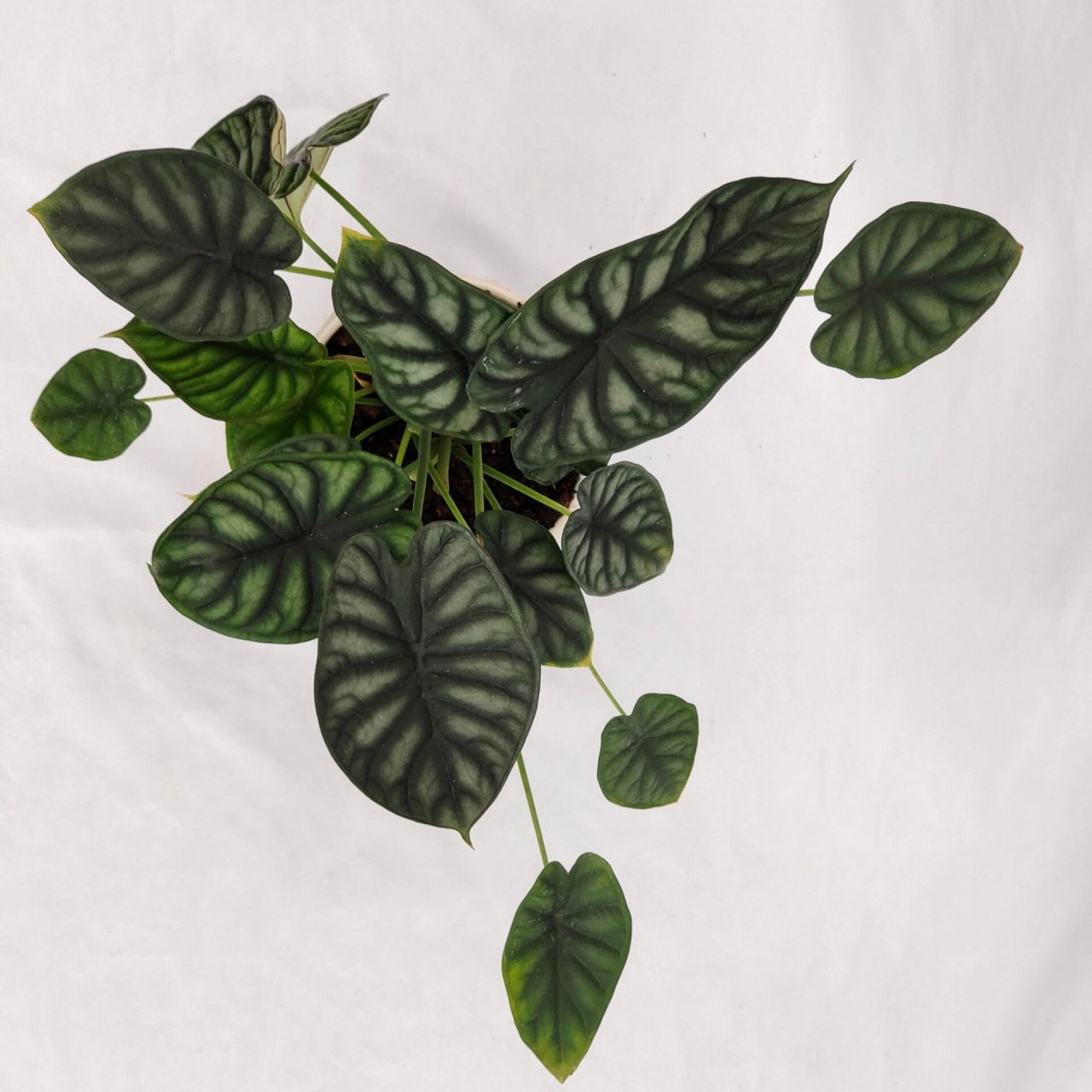 龙鳞海芋93(养护和注意事项) 养护方法和注意事项 1,土壤配制 龙鳞