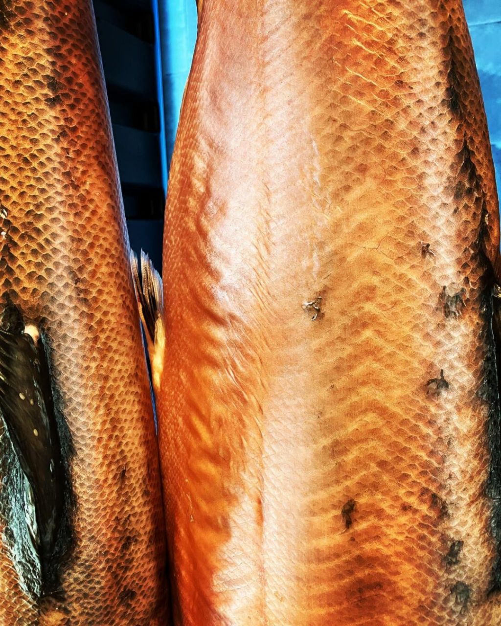 熟成三文鱼 dry ager 熟成柜 熟成三文鱼,熟成过程控制于摄氏1度及