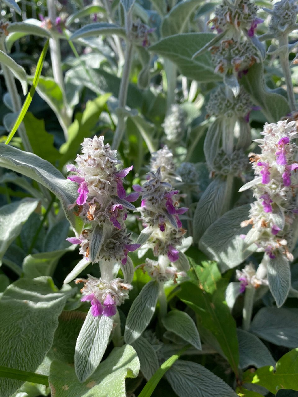 绵毛水苏(羊耳朵) 绵毛水苏(学名:stachys byzantina), 为唇形科水苏