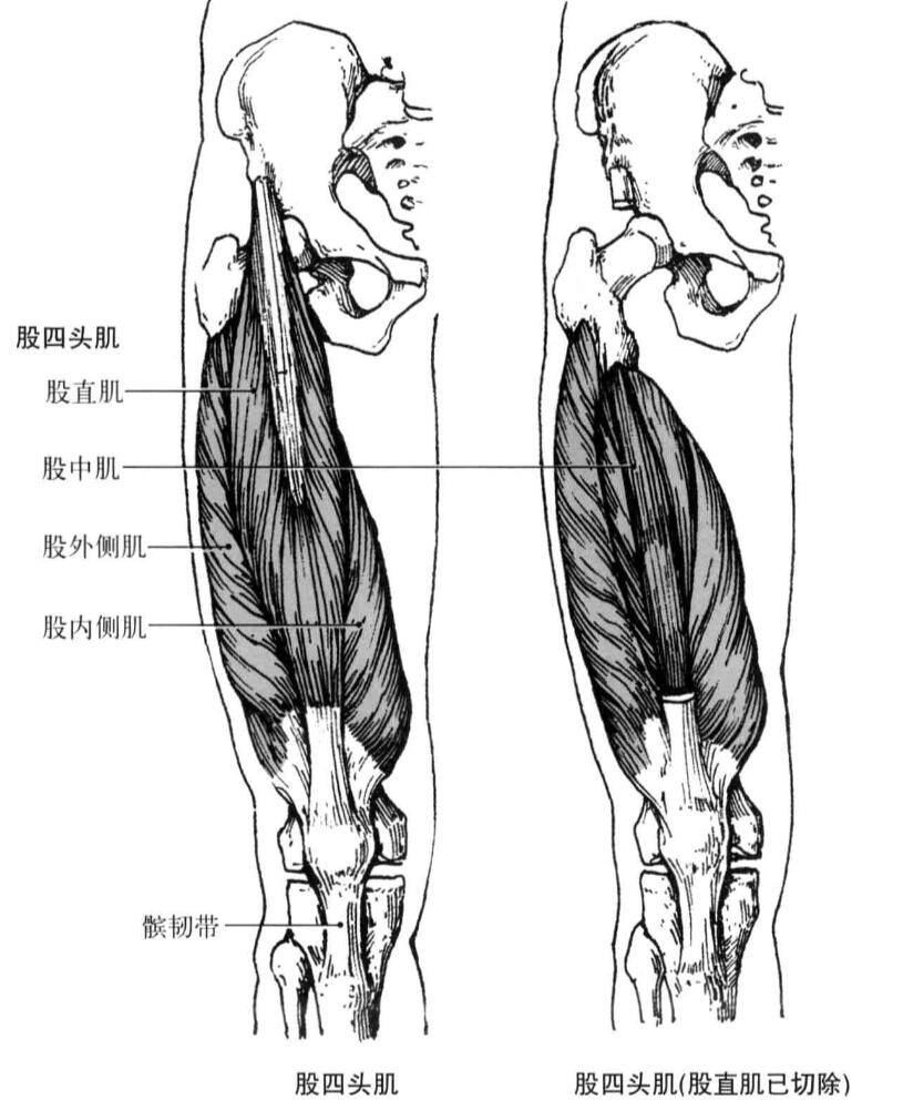 股四头肌