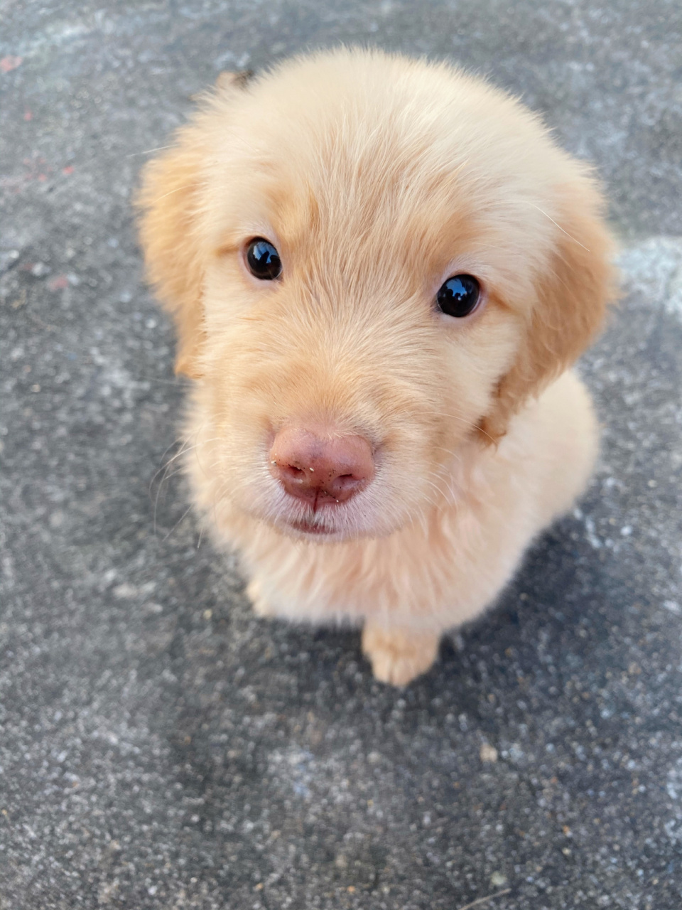 两个多月的小金毛鼻子怎么还是粉色的 刚满月就带回家了,喂的幼犬专用