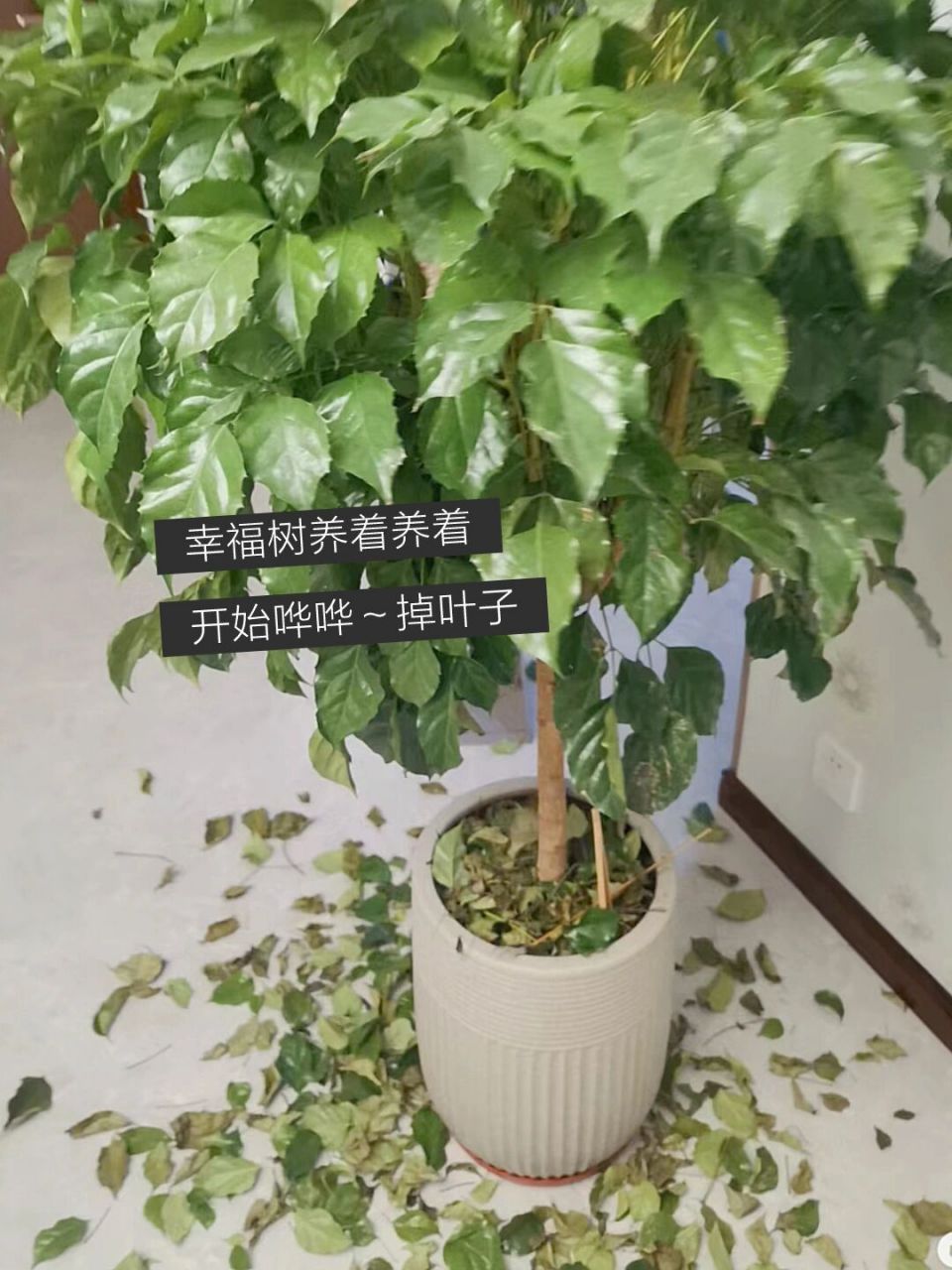 客厅养幸福树郁郁葱葱特别好看,就是养一段时间后,开始哗哗掉叶子