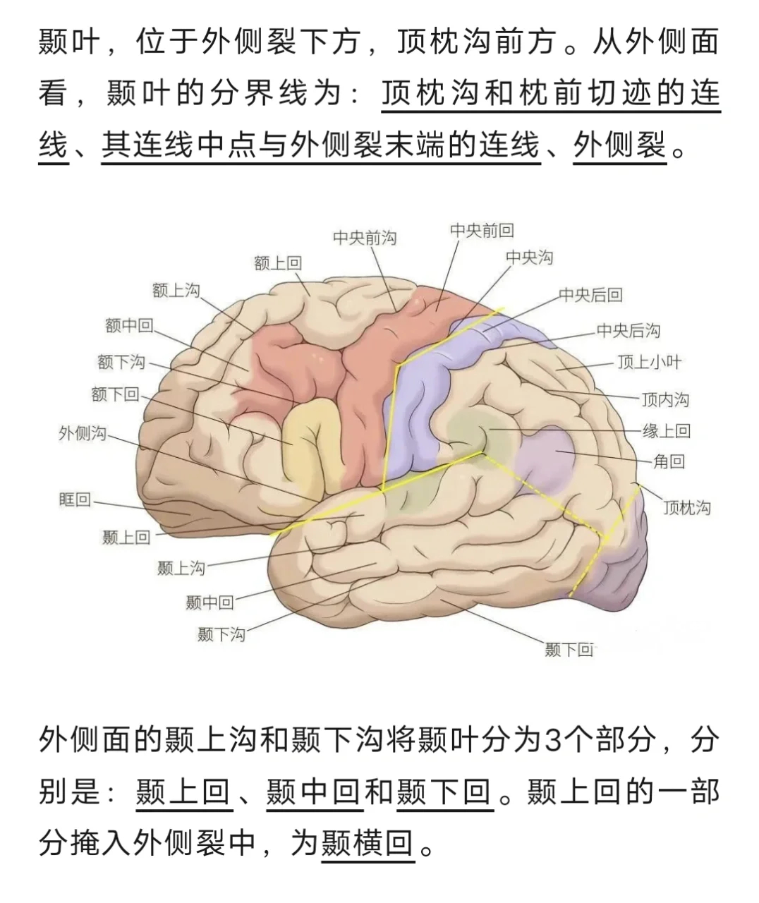 颞叶钩回解剖位置图片