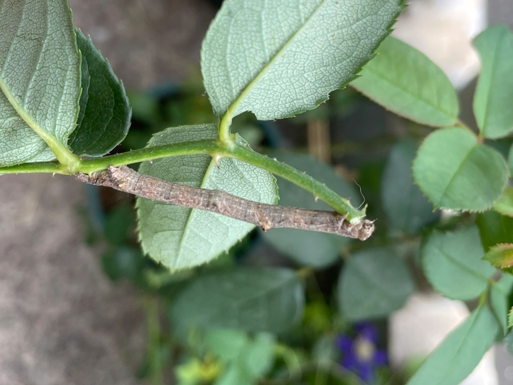 这虫子长得也太像树枝了,怕虫子勿进 这长得跟树枝好像,一开始还以为