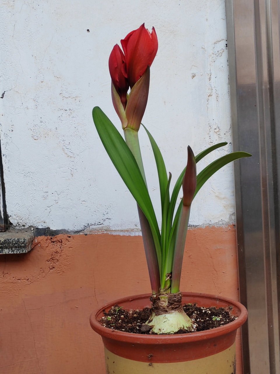 朱顶红双王 第一次买种球栽种,太好养了,三四天浇一次水就可以.