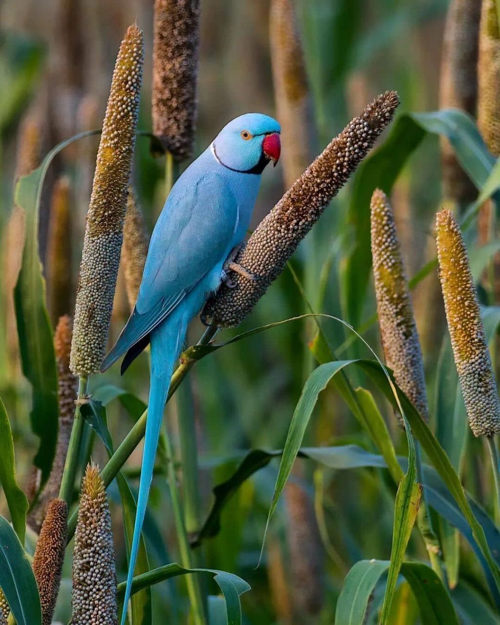 环颈鹦鹉 #保护动物# #鸟类# #观鸟# #环颈鹦鹉