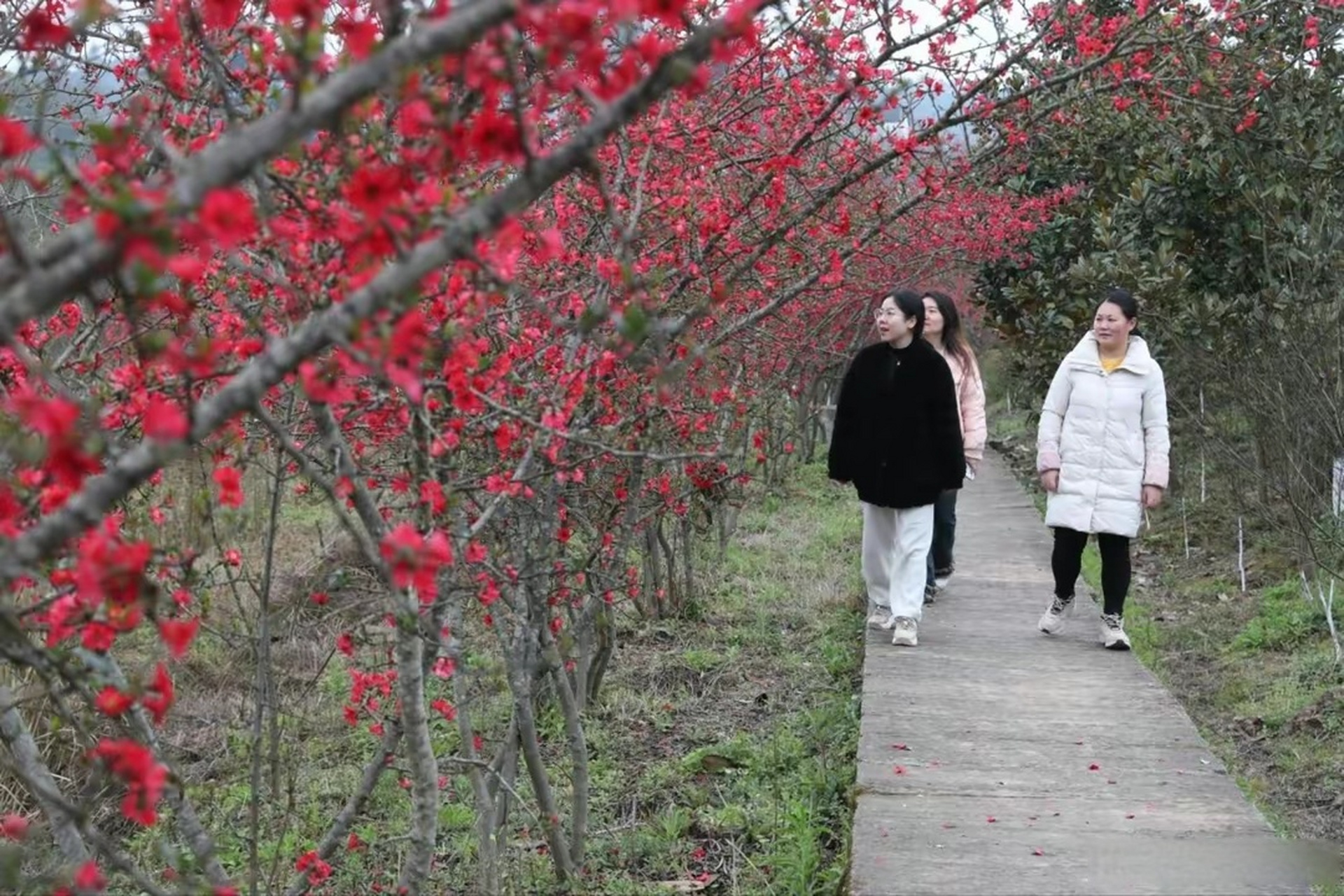 广安大地花谷门票图片