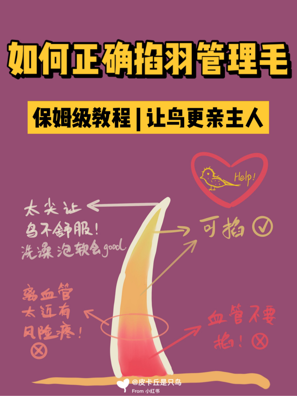 鹦鹉00掐羽管理毛保姆级教程9215 如果你家只有一只鹦鹉,那么