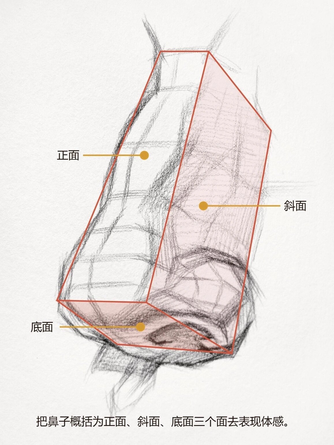 侧脸画鼻子图片