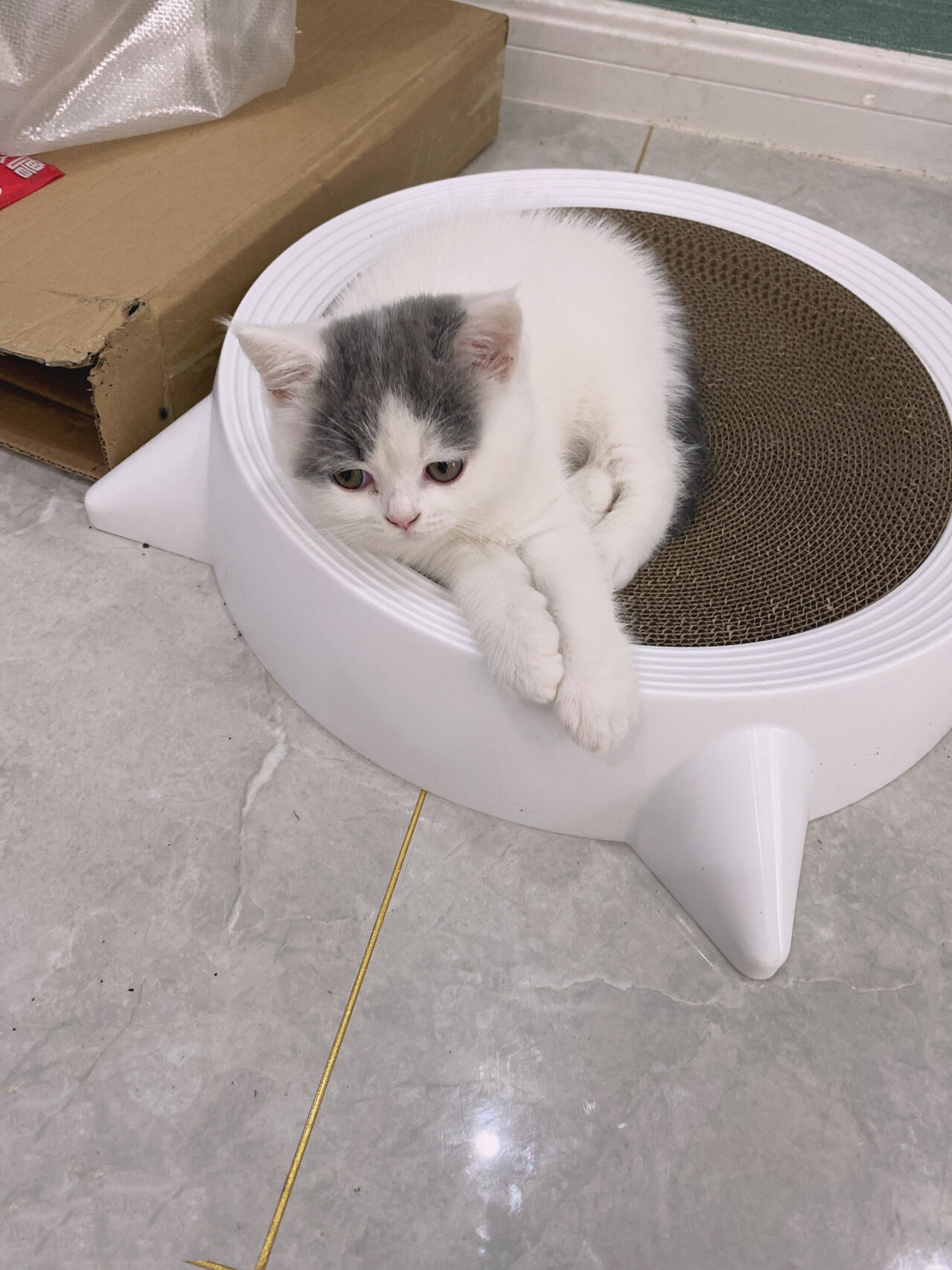 英短蓝白净梵小母猫一枚