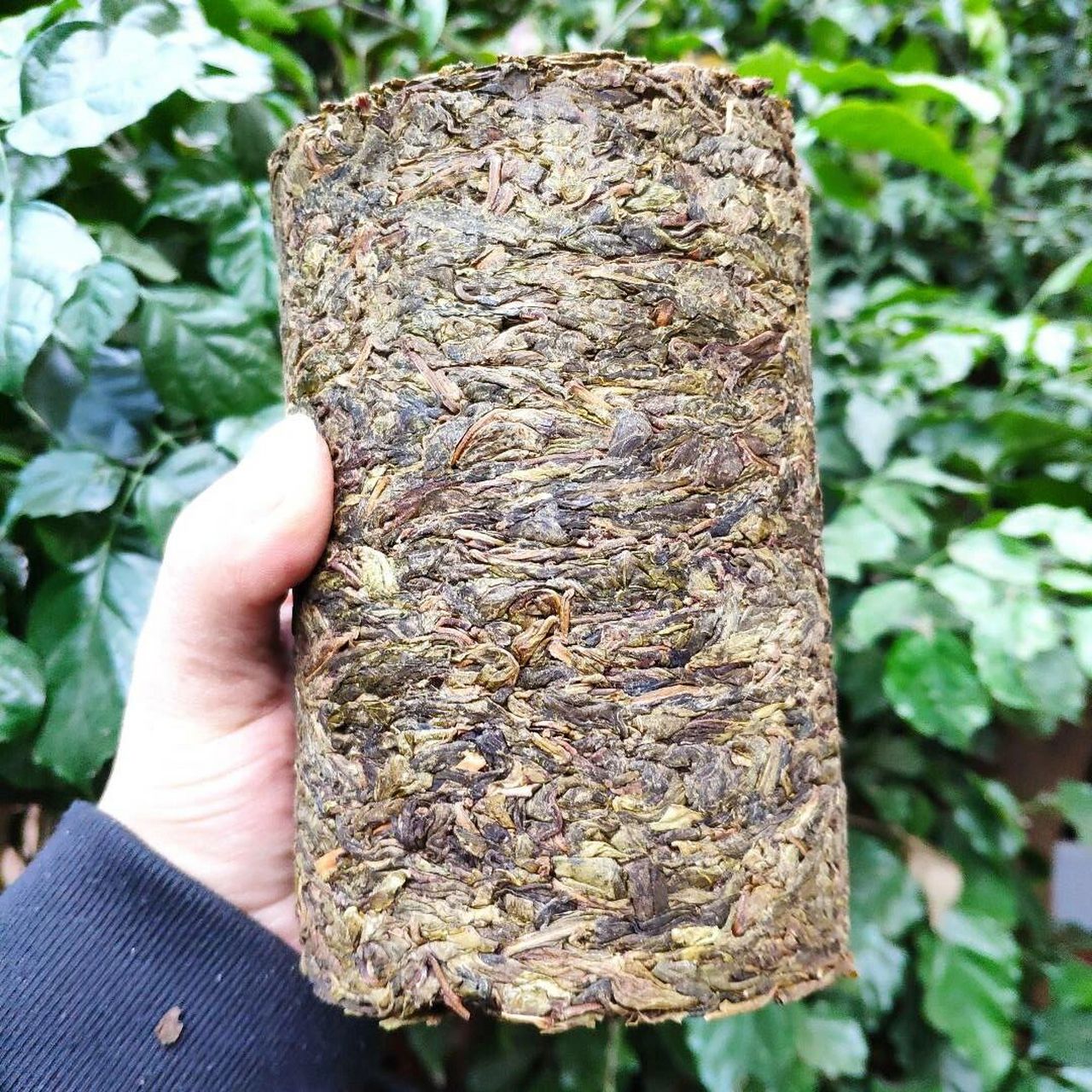 普洱茶中的老黄叶,值不值得喝?