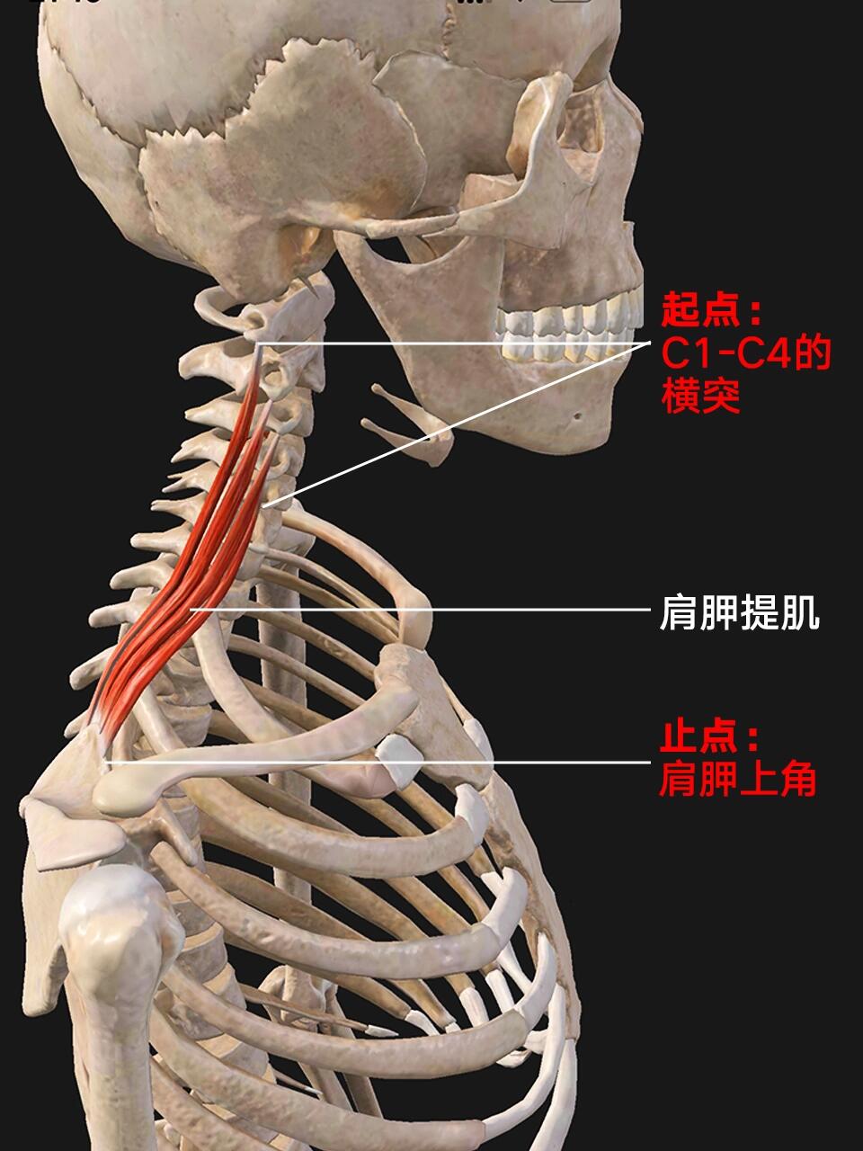 每日坚持学肌肉功能解剖,肩胛提肌改善颈椎 肩胛提肌功能解剖学 一,起