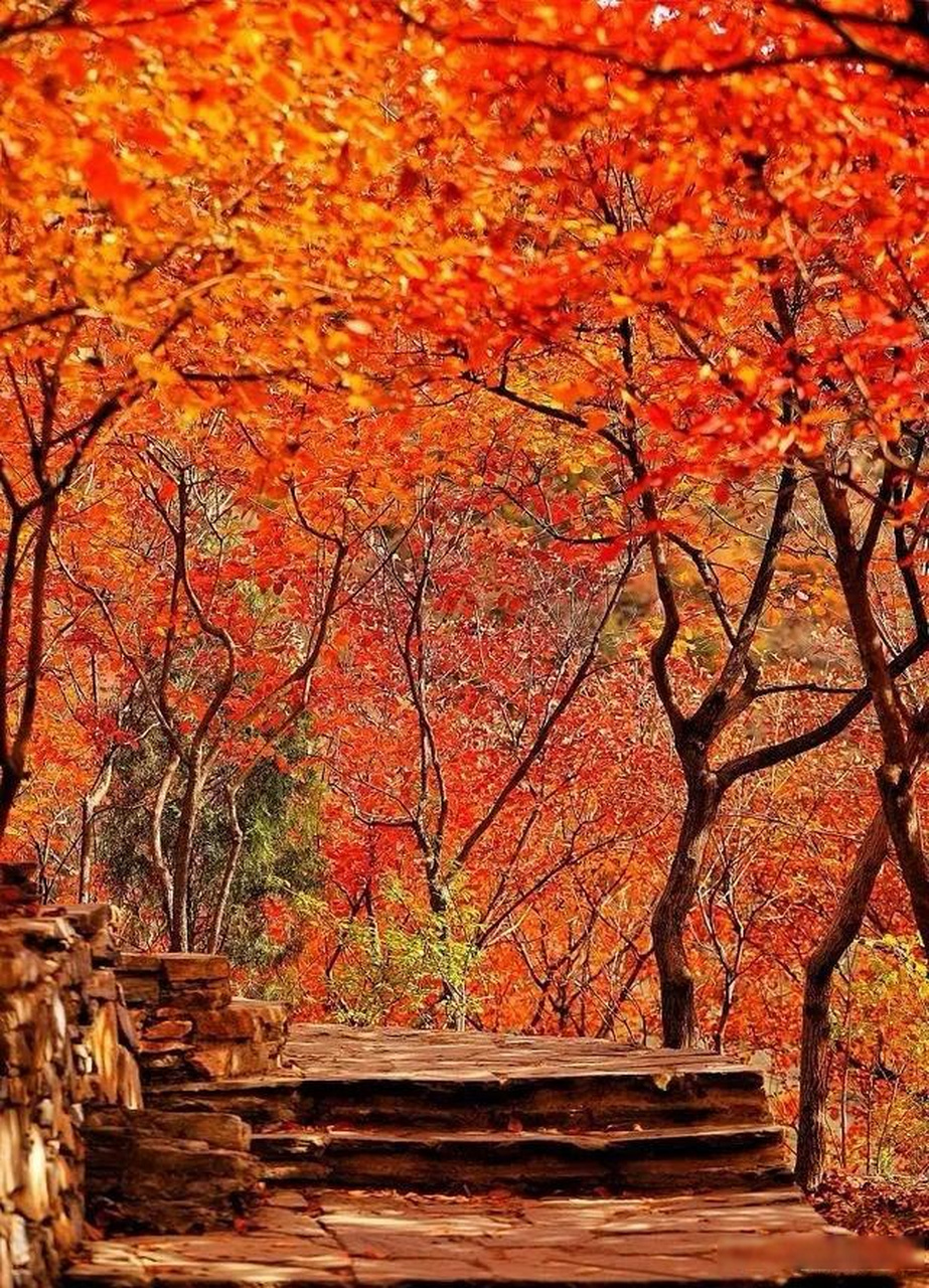 一池荷叶衣无尽,你对下联  我的下联:满山红枫叶连天.