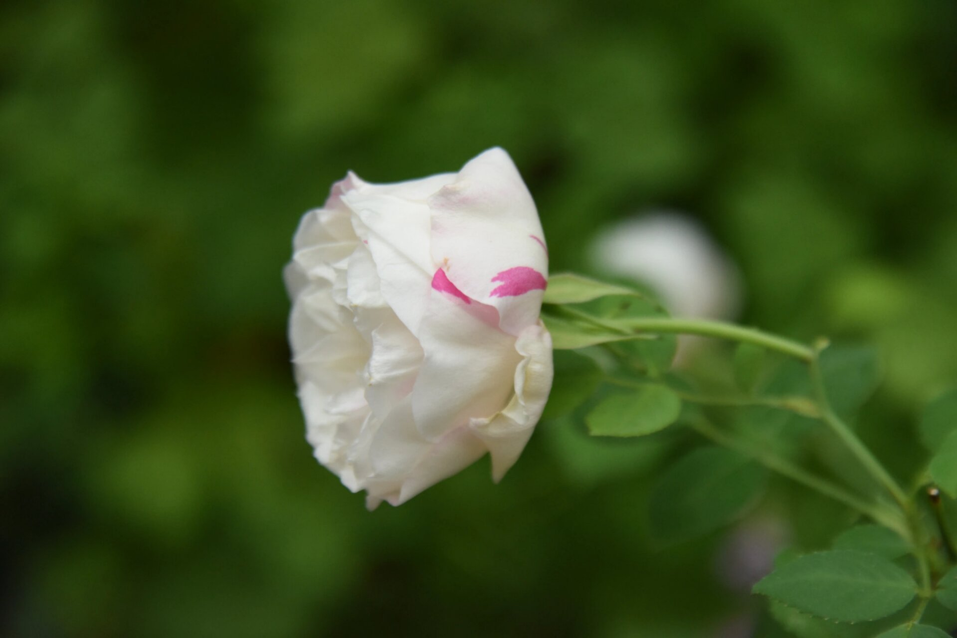 中国古老月季——枫叶芦花 中国古老月季 枫叶芦花,洒金,洒金白,抓破