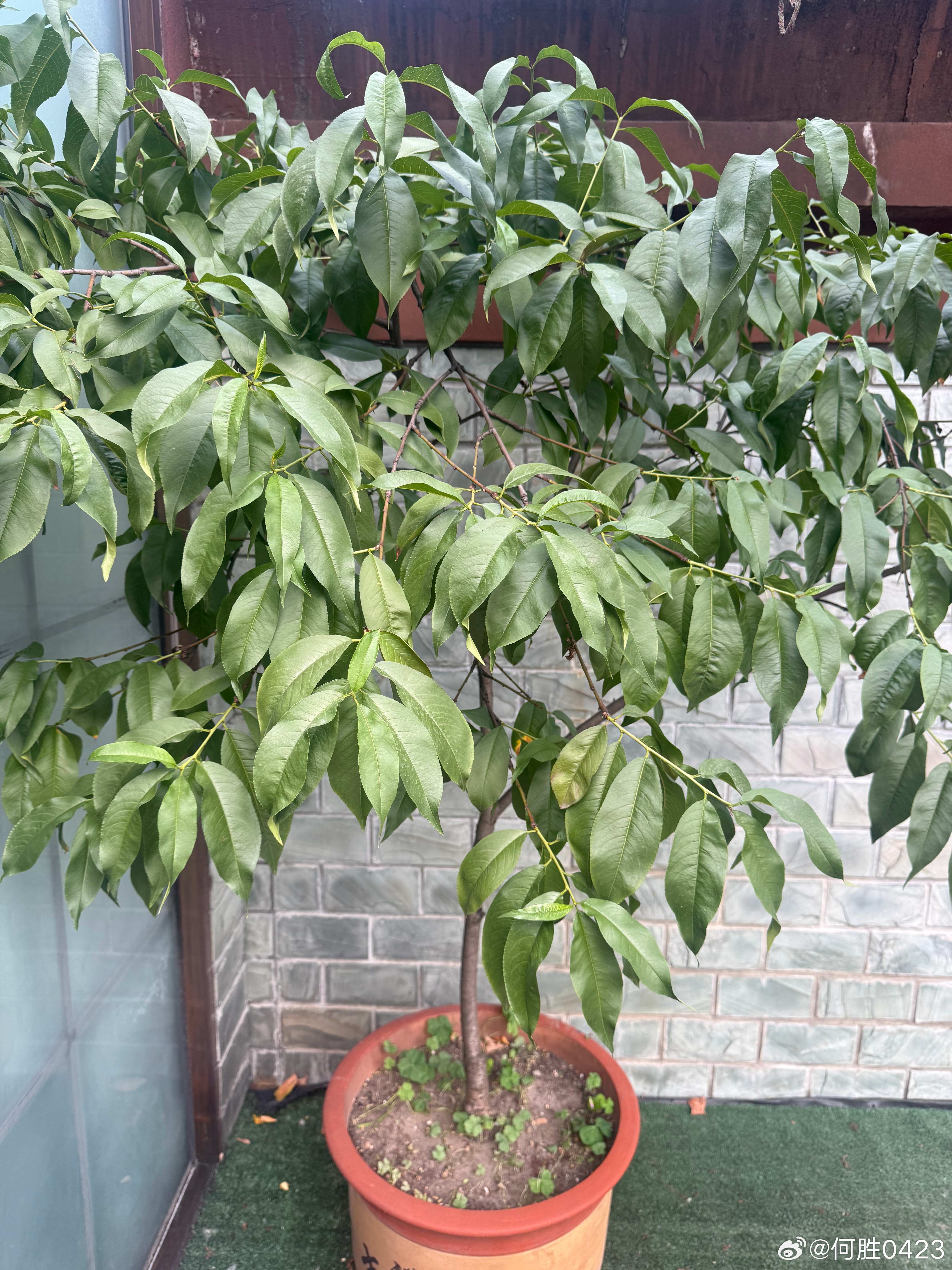 还得是小棉袄心里有我,今年这颗树一共就接了三个桃子,我前阵子不在家