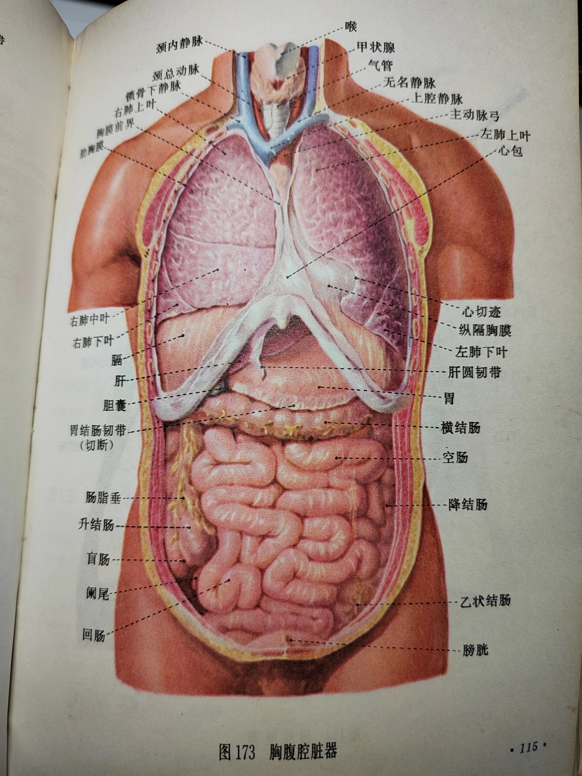 左下腹器官男性图片