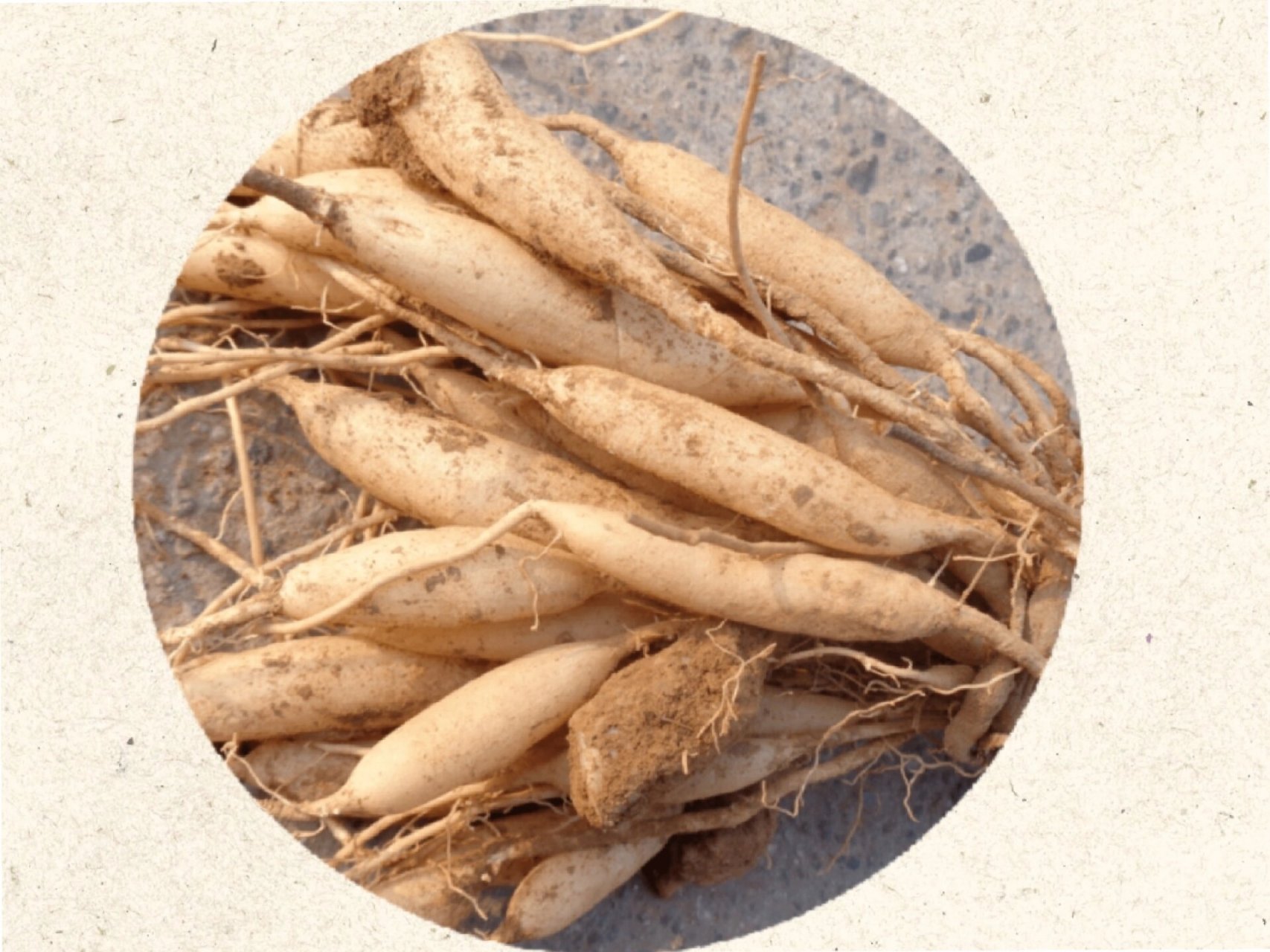 【轻身延年的良药】——天冬 天冬别名也叫天门冬,大当门根.