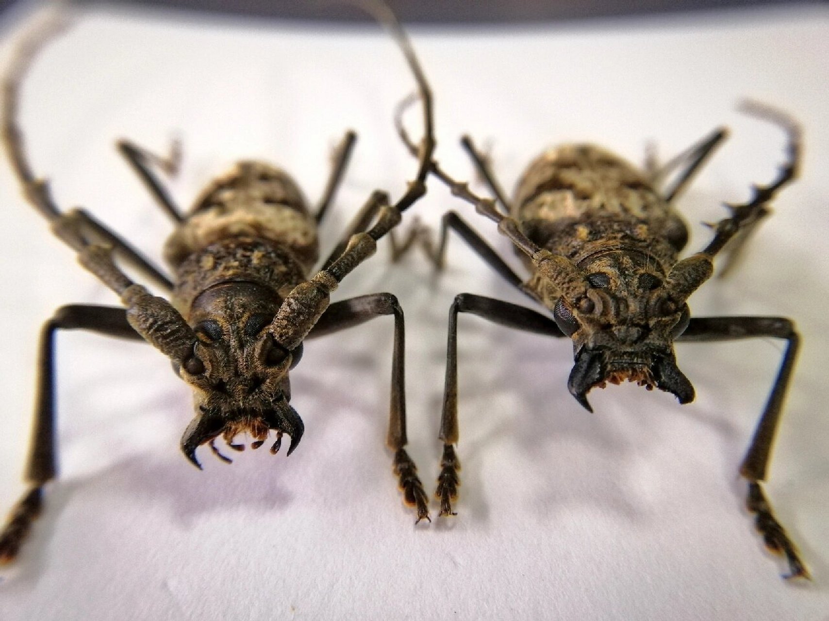 牛系列(7)【恐虫勿入虽然很帅】 刺角天牛【trirachys orientalis