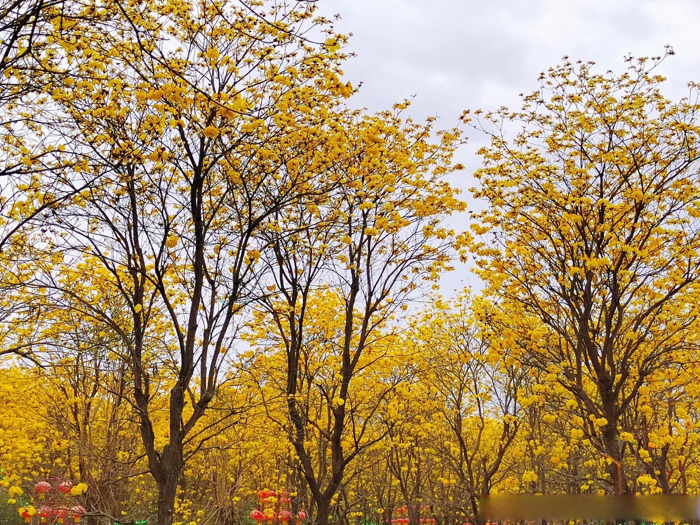 黄花风铃木又名黄花风铃树,黄丝风铃木,伊蓓树.