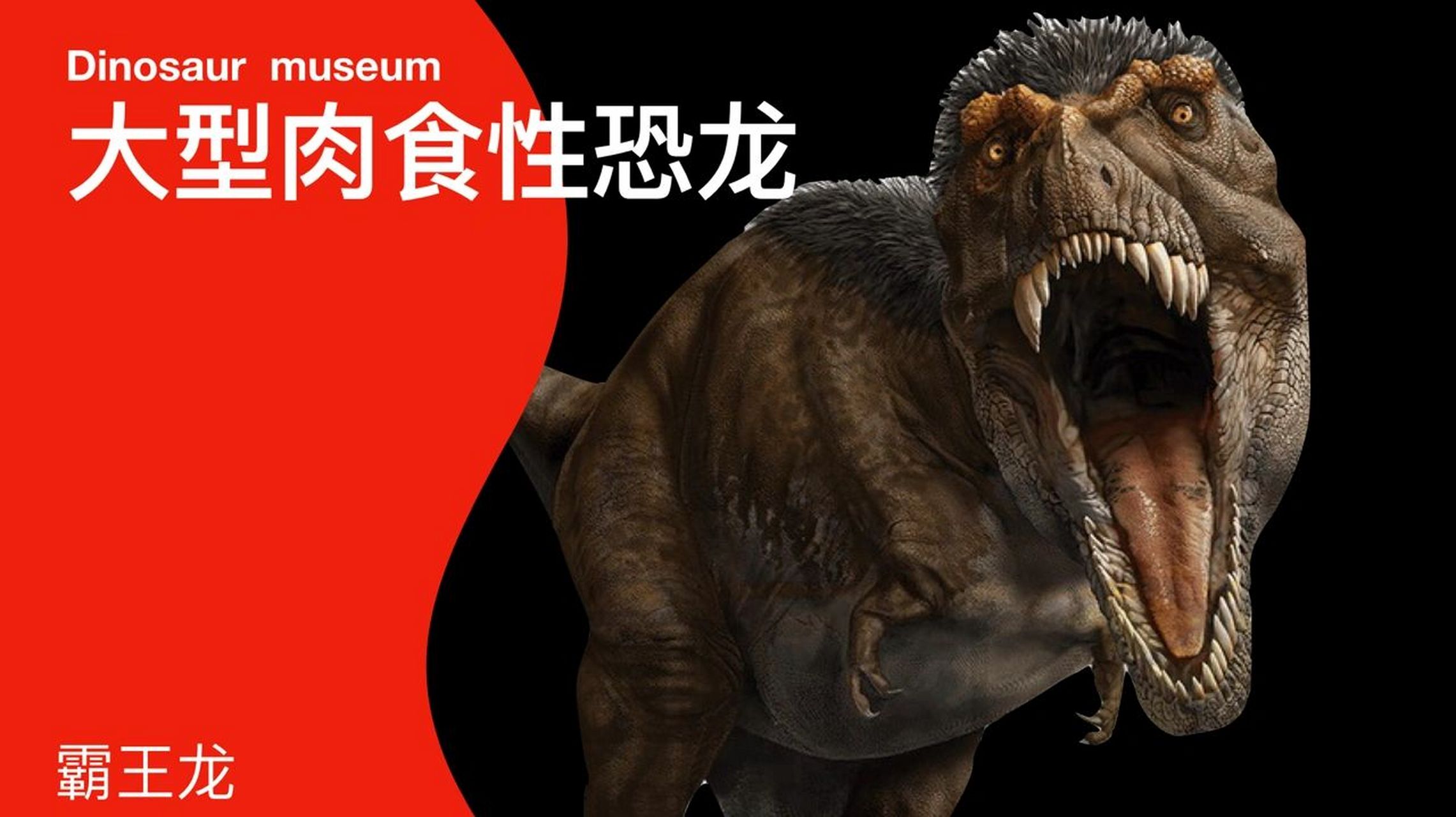 恐龙百科丨霸王龙 界:动物界 门:脊索动物门 纲:蜥形纲 目:蜥臀目 科