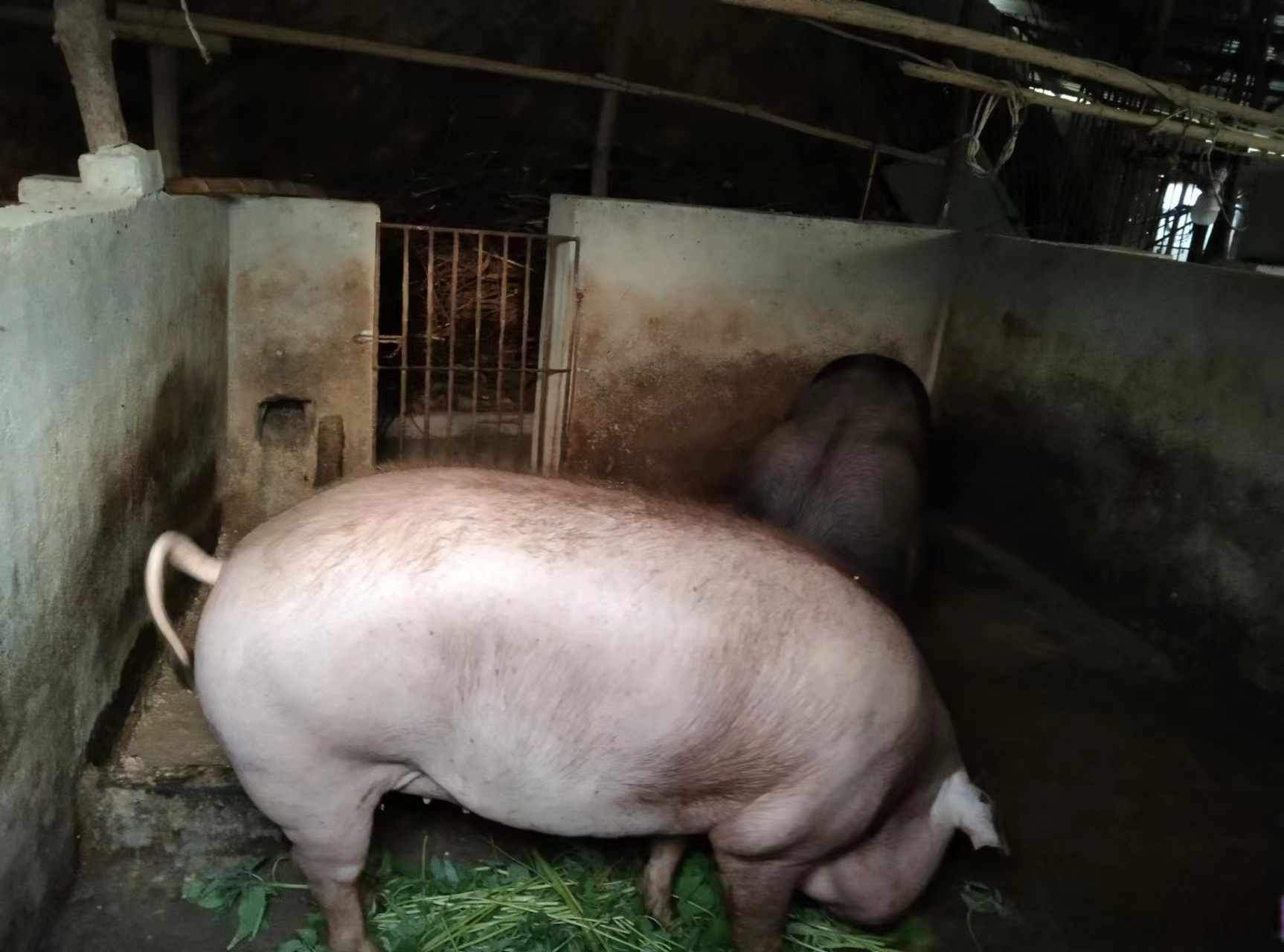 我们养猪有10多年了,农村土猪.种植玉米,南瓜,煮熟食喂养黑猪.需要这