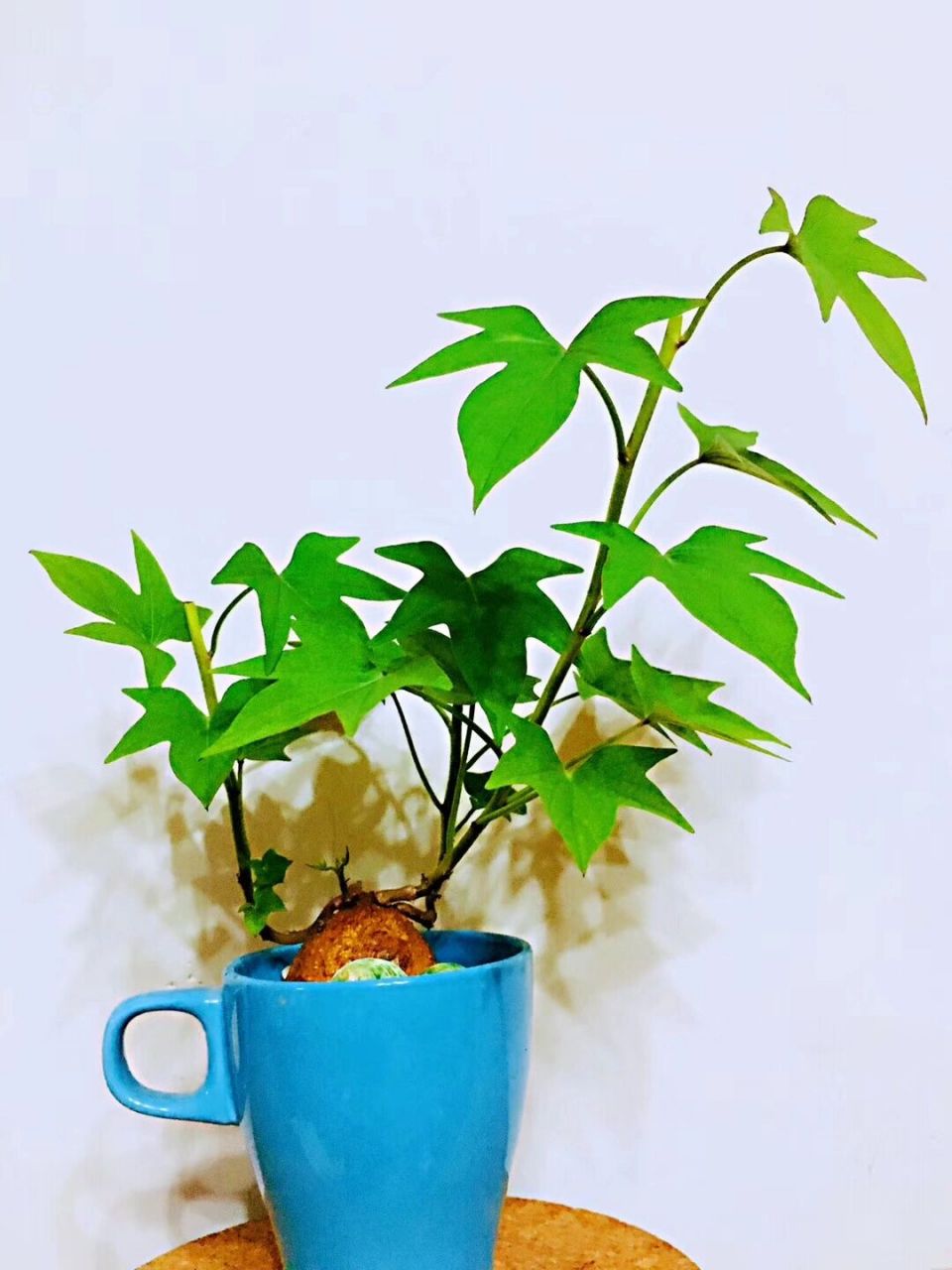 水培盆景比常青藤还美,简单易学91 吃不完的发芽不要扔啦,做个水培