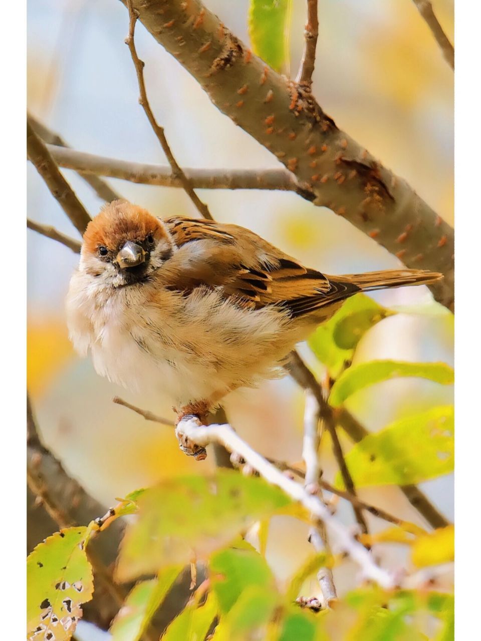山麻雀 观鸟地点:门头沟山区 山麻雀(学名:passer rutilans):小型鸟类