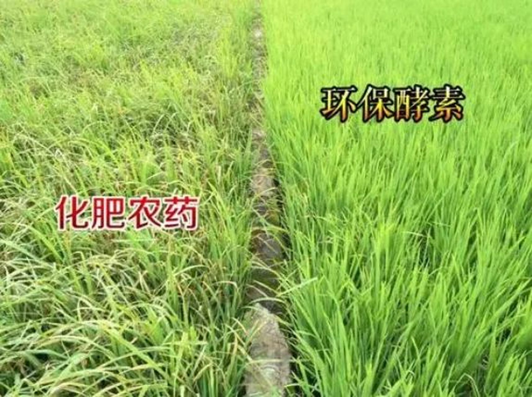 农用酵素在农业生产中的作用 95农业是国民经济的基础,农业生产通常