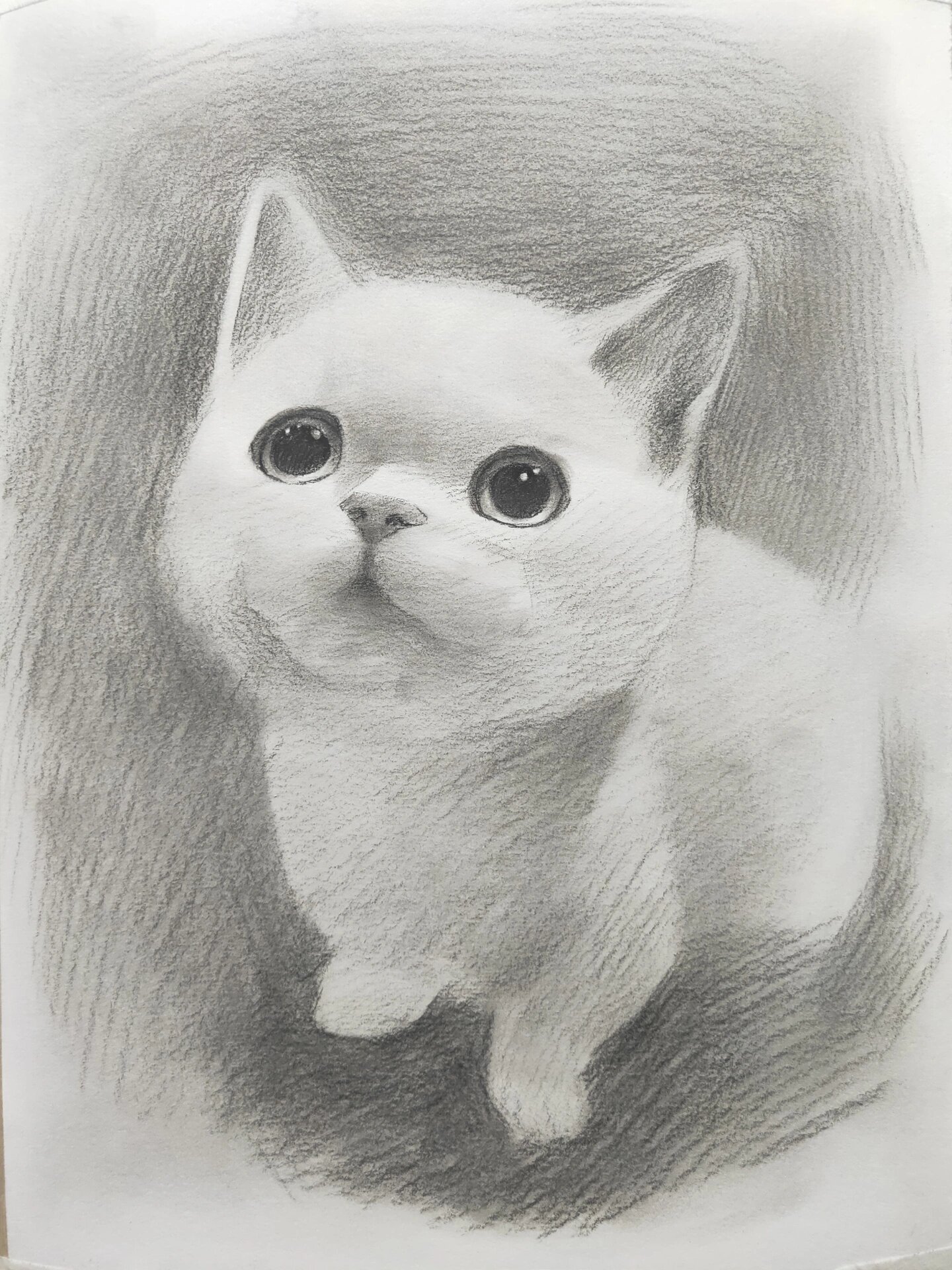 素描小猫可爱简单图片