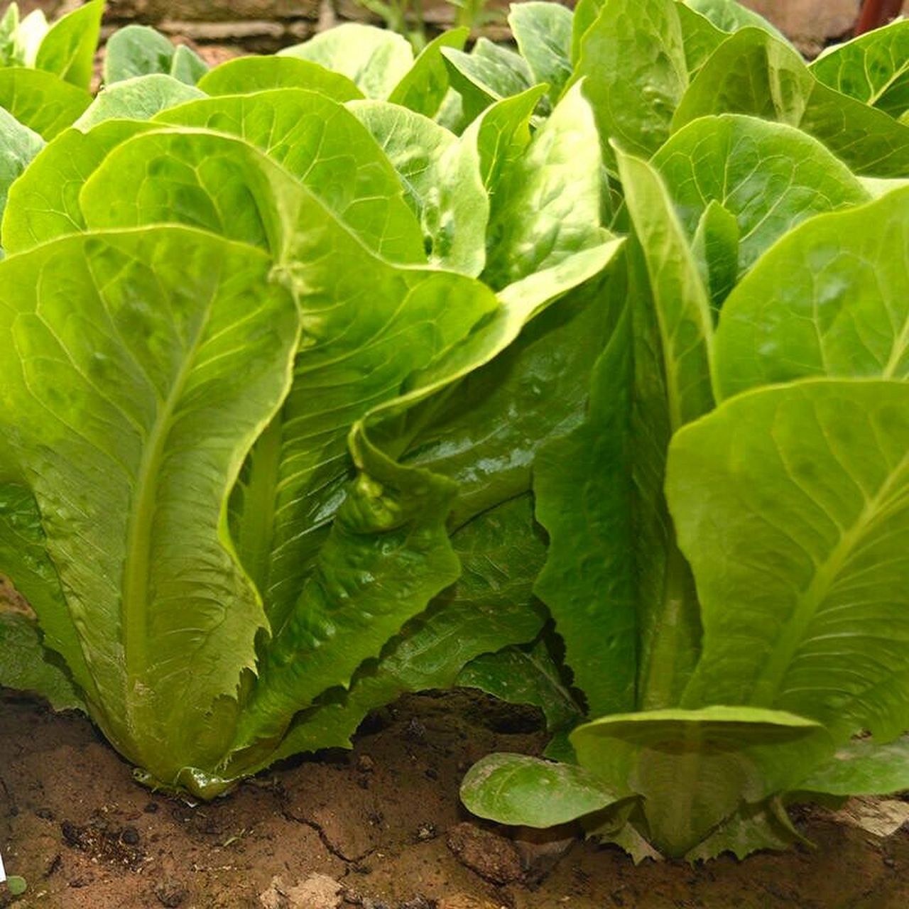 寿司孔雀菜有颜好养,耐热适合夏季种,易成 我们菜地里种了一些寿司