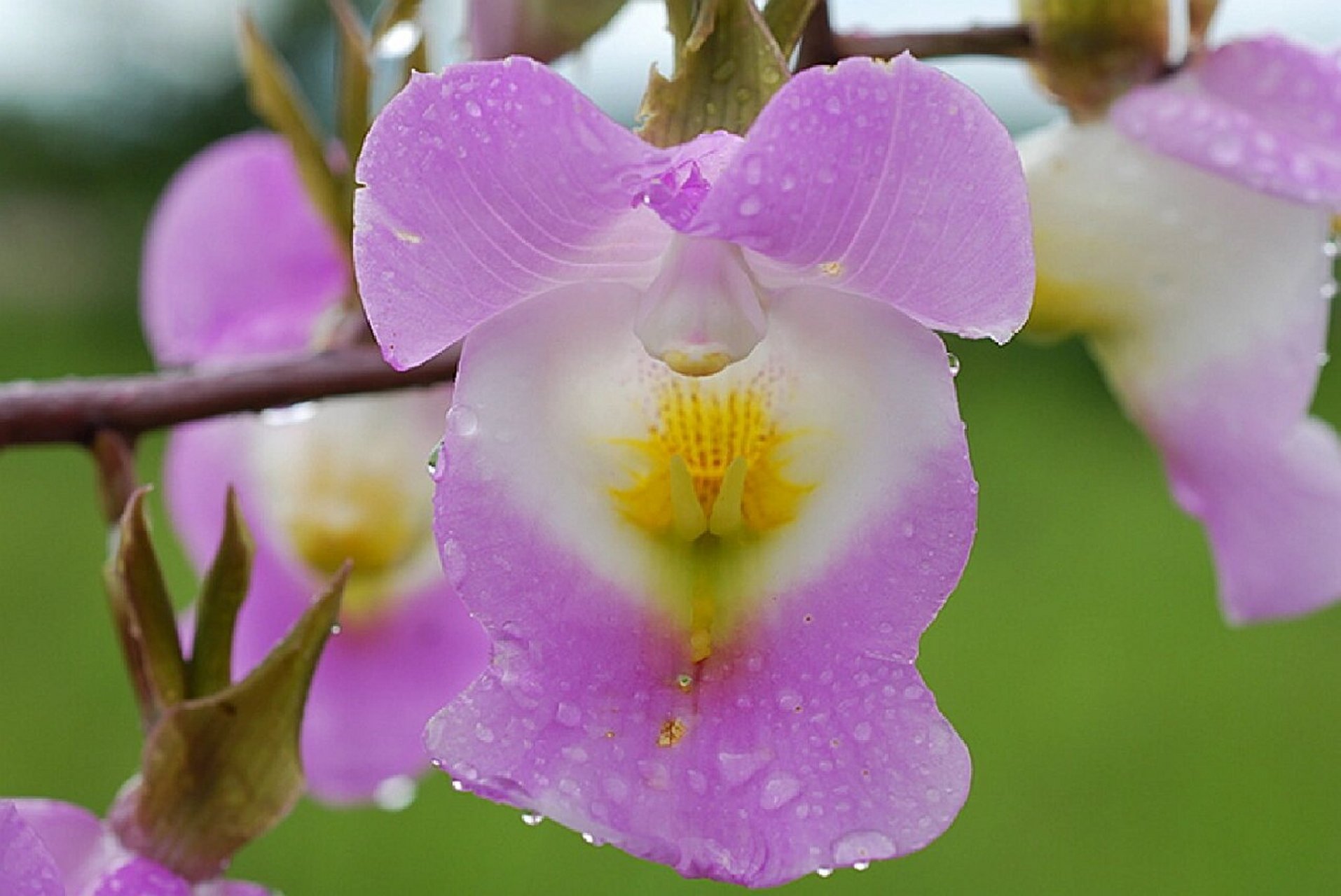 罩唇美冠兰 罩唇美冠兰 eulophia cucullata 美冠兰亚族—美冠兰属