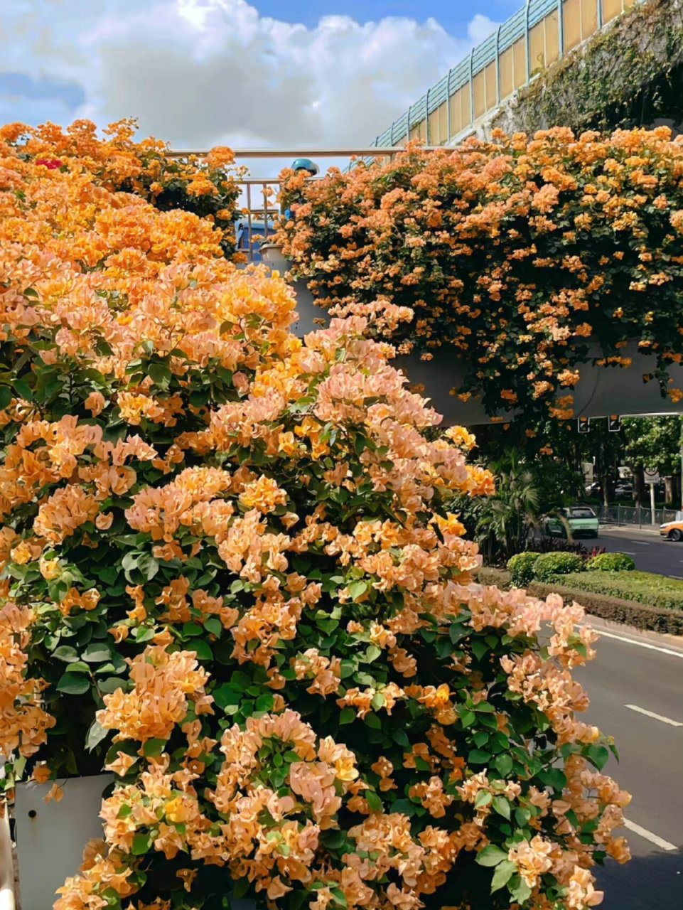 光叶子花花语图片