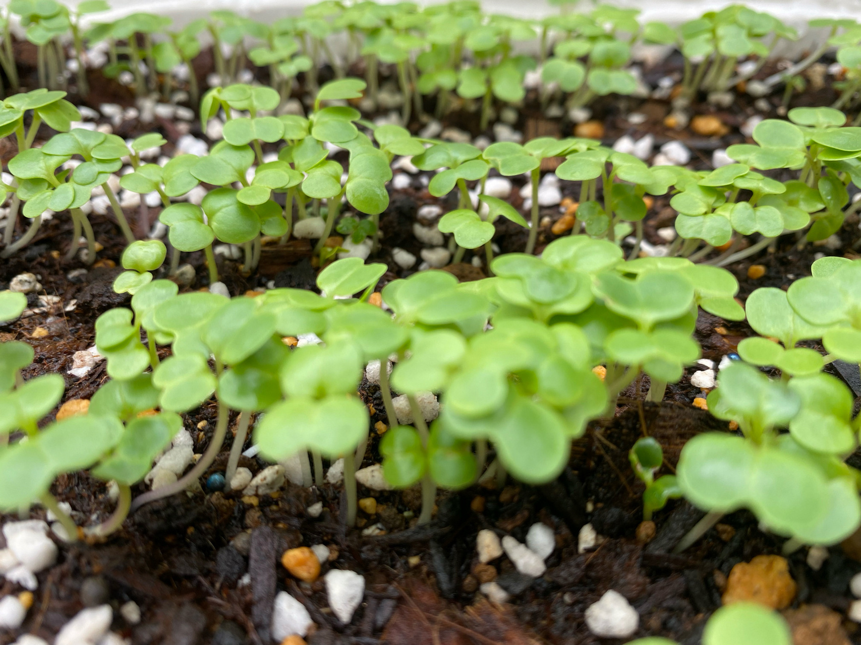 家庭种植～小青菜第三天你长得也太快了吧 买的种子撒了才第三天 简直
