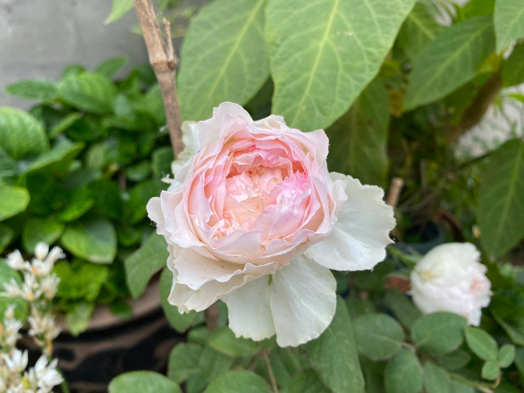 佩尔朱克月季   佩尔朱克月季的优点包括:花朵仙气,花香浓郁,勤花,单