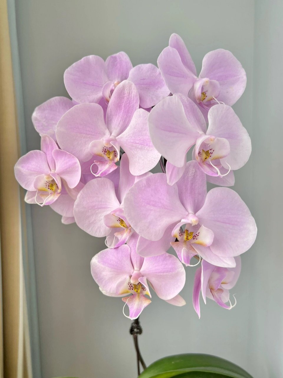 粉月亮蝴蝶兰 舌头美,颜色仙,多花易分叉.今年复花依旧很优秀