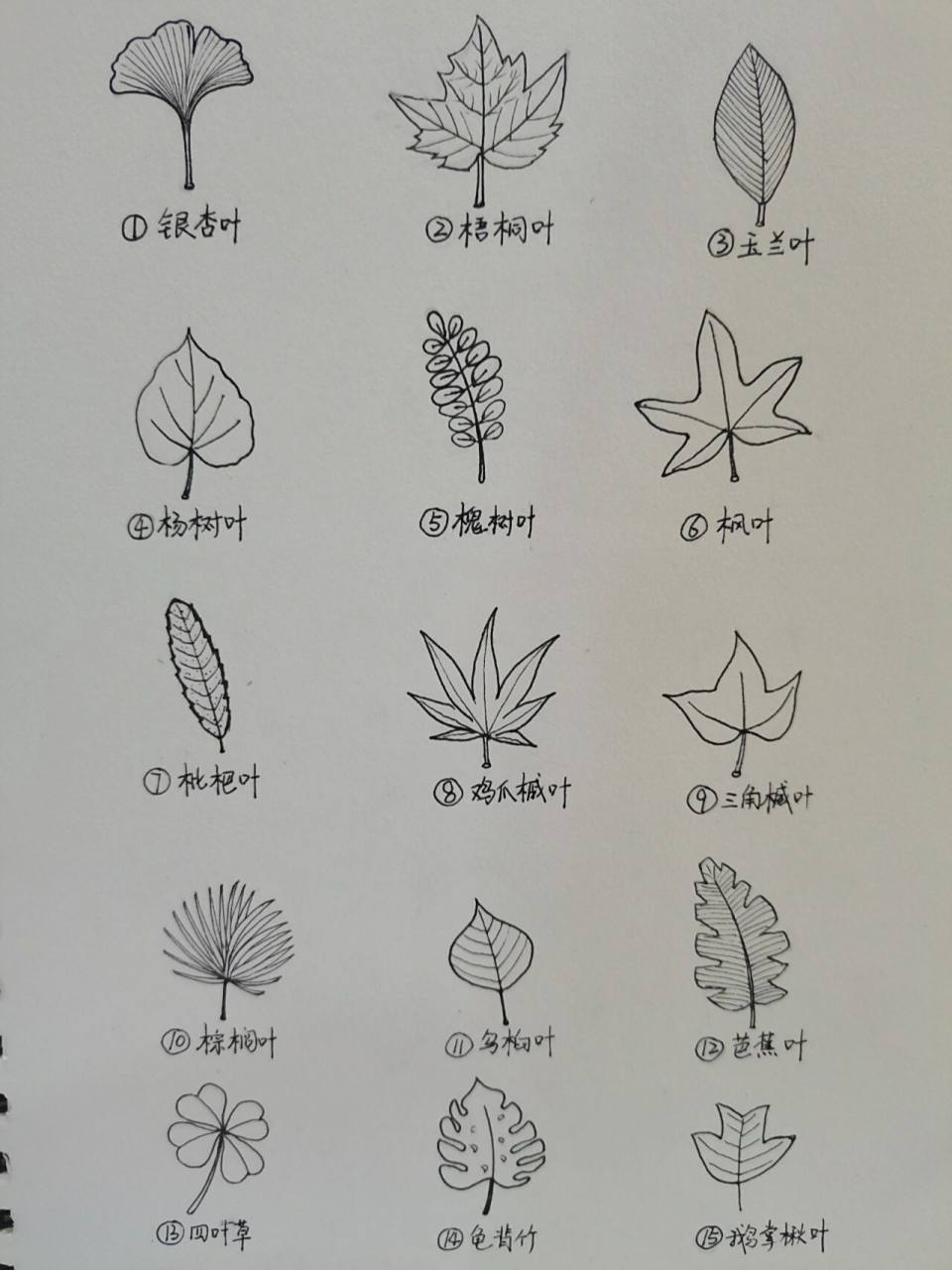 树叶简笔画(附名称)